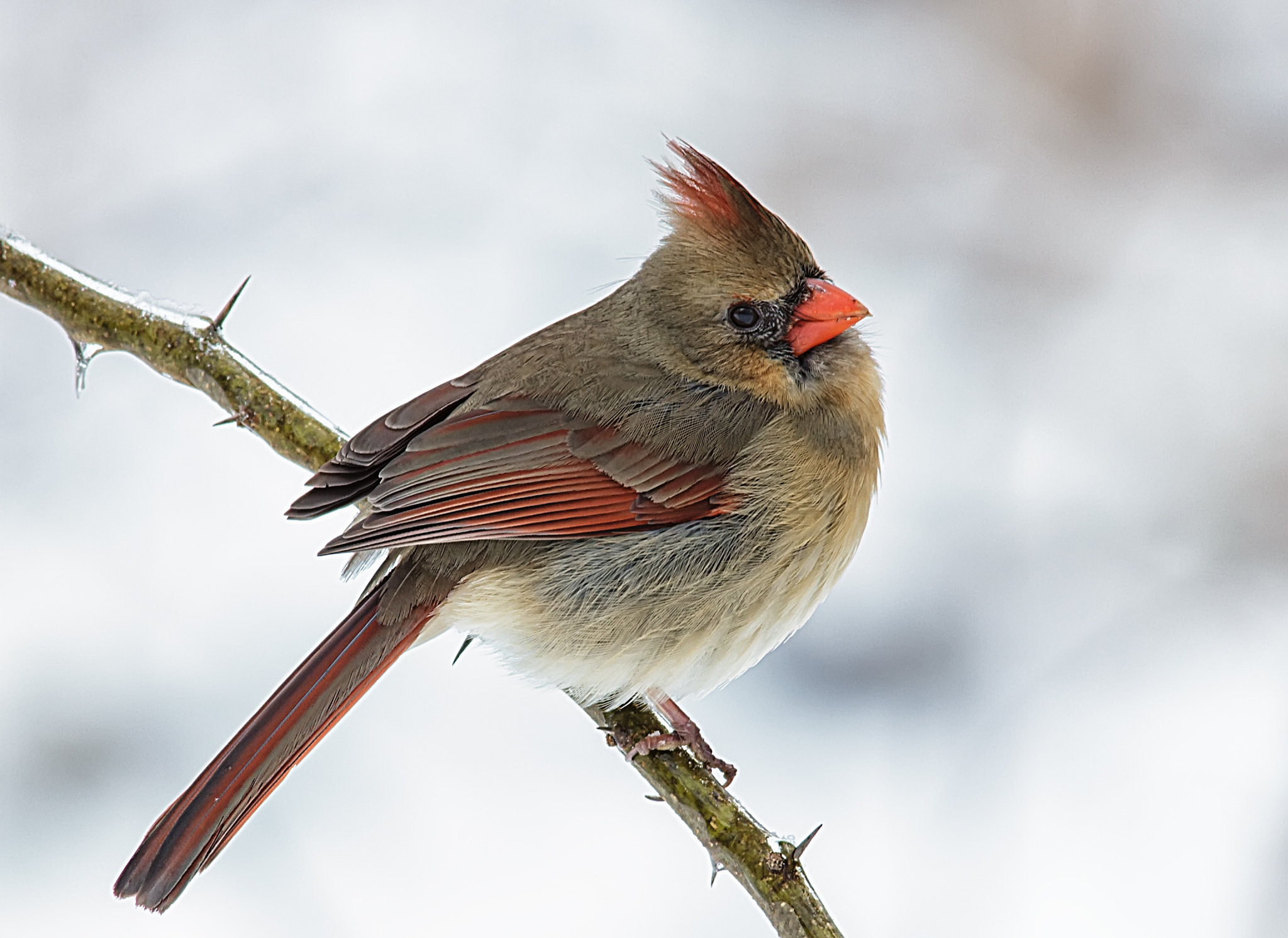 Sigma 150-500mm F5-6.3 DG OS HSM sample photo. Northern cardinal photography