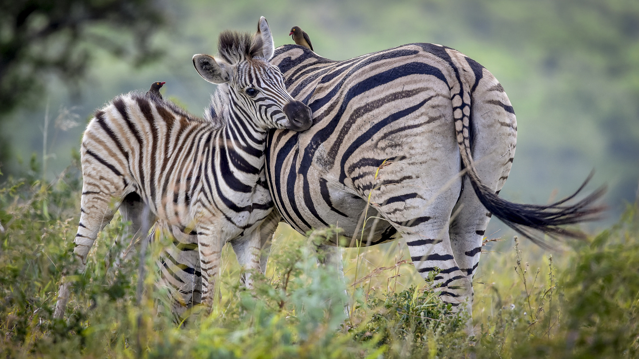 Nikon Nikkor AF-S 300mm F4E PF ED VR sample photo. Look at the birds on top of zebras... love is everywhere! photography