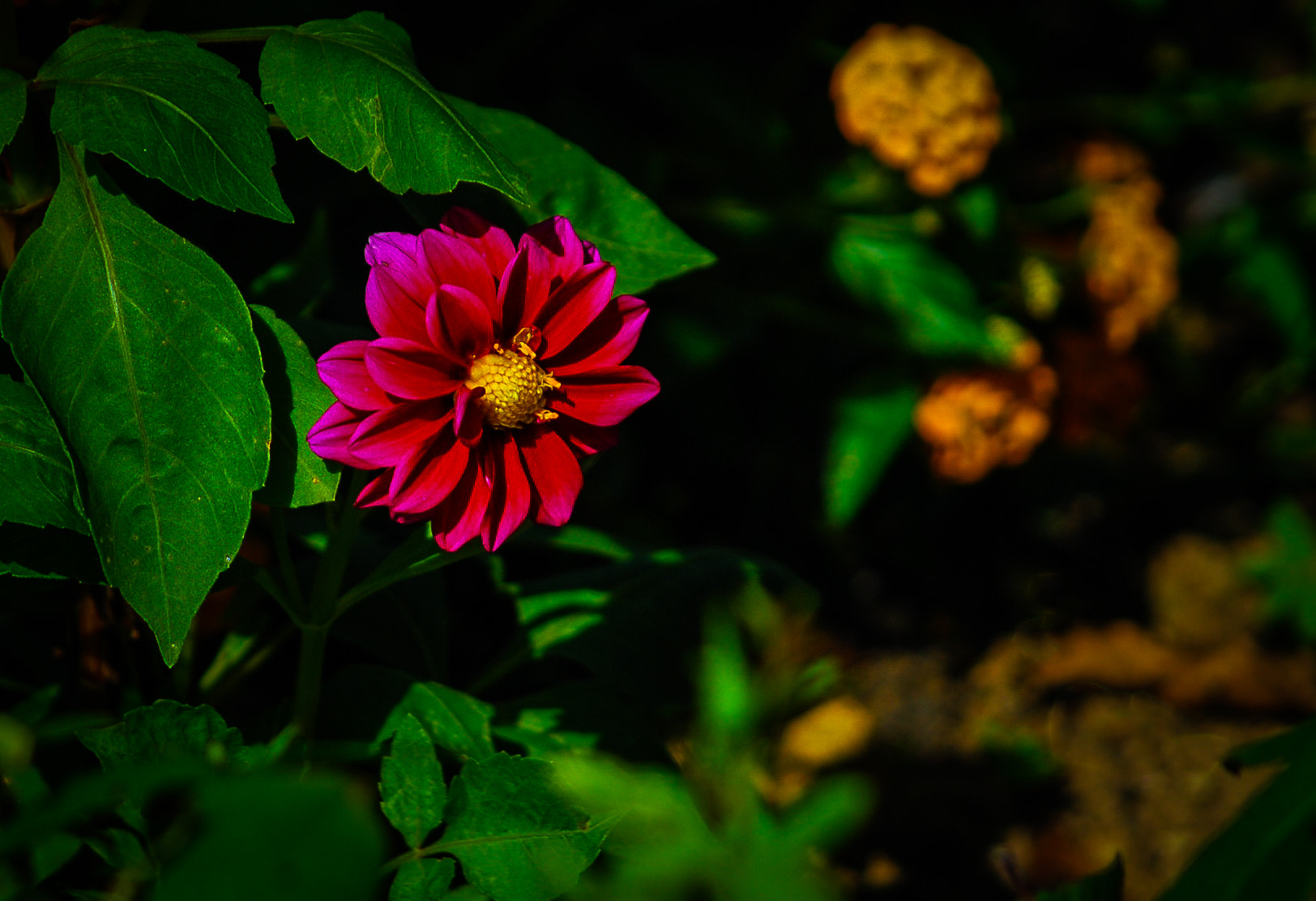 Nikon D200 sample photo. Garden work photography