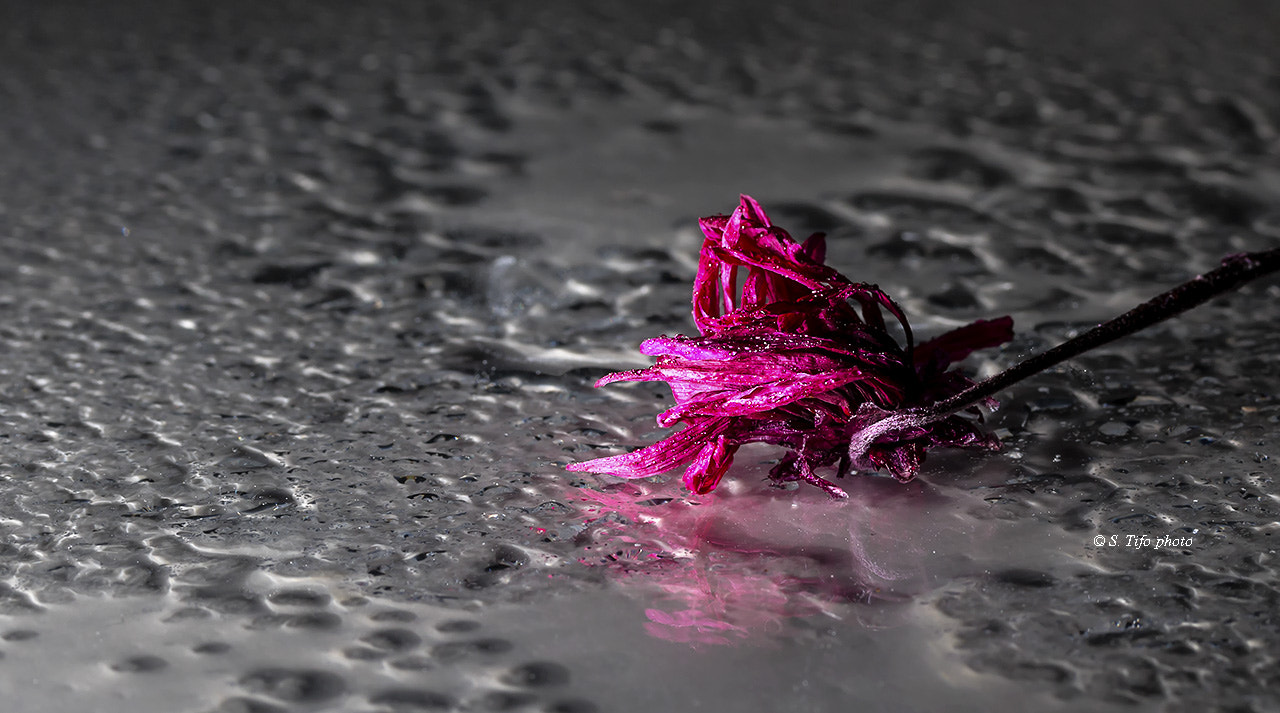 Canon EF-S 60mm F2.8 Macro USM sample photo. Alone ... photography