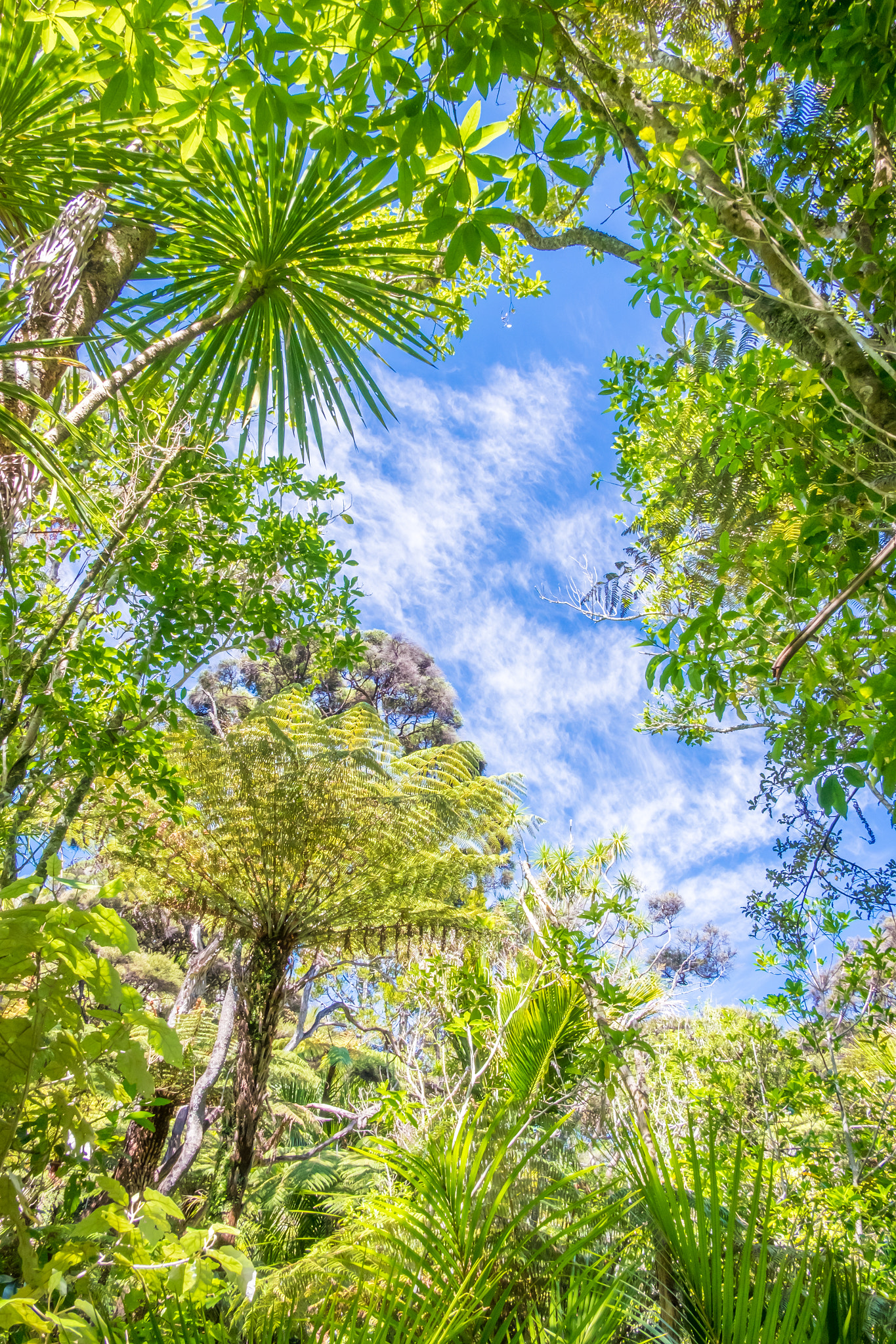 Fujifilm X-T10 + Fujifilm XF 18mm F2 R sample photo. Waitakere ranges tropical forest photography