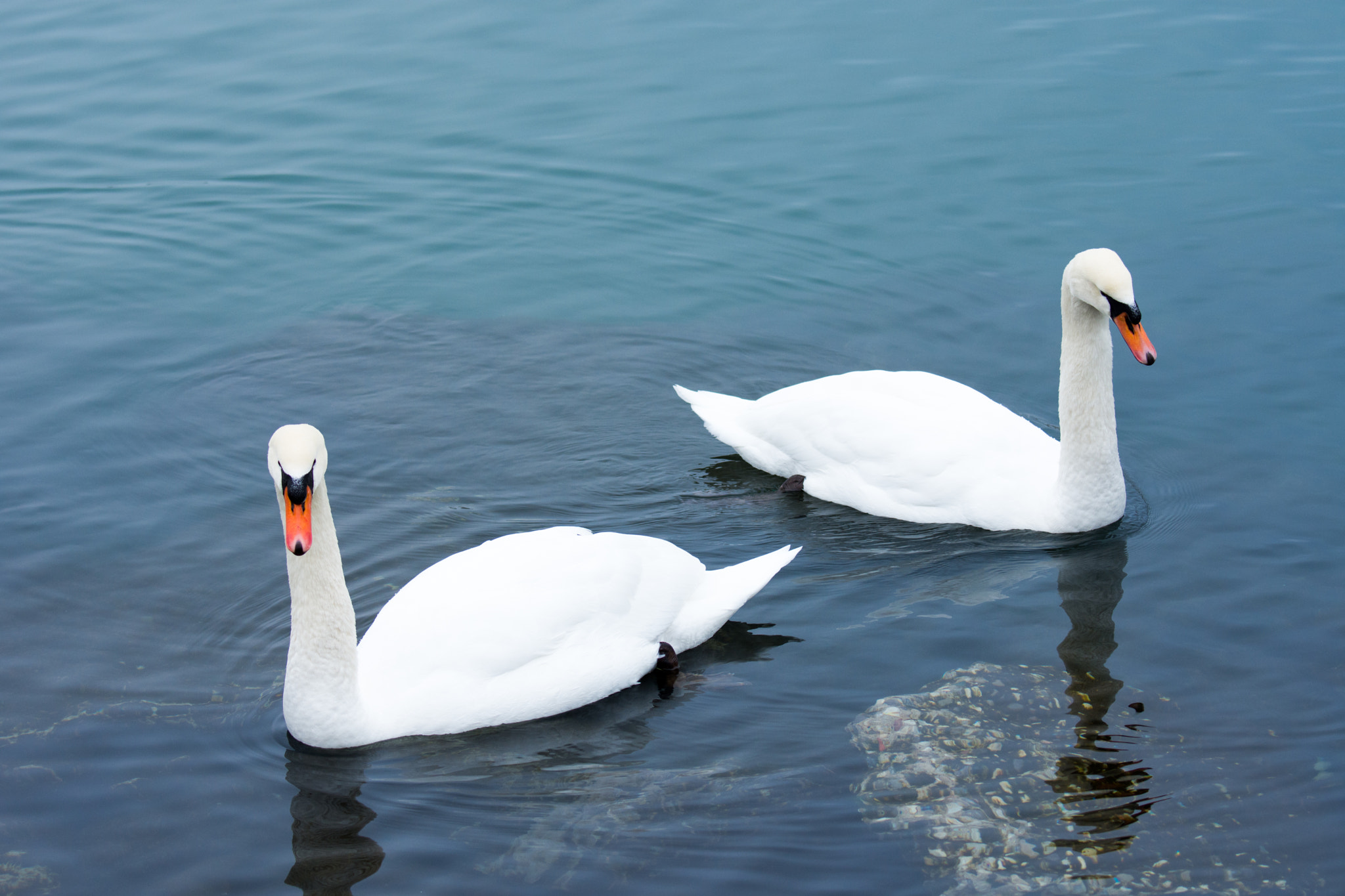 Nikon D7200 sample photo. Swan in humber bay park，toronto，ca photography