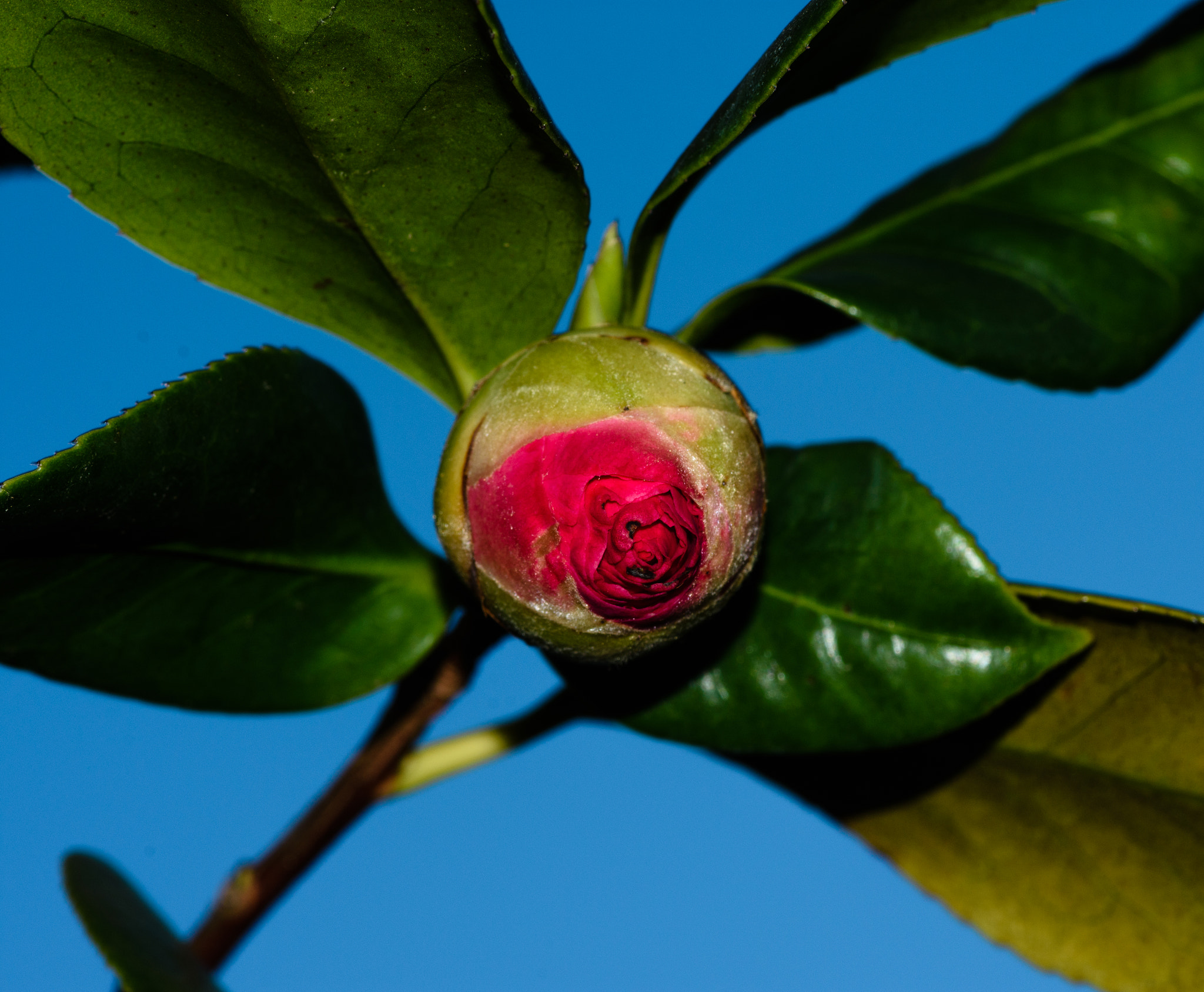 Nikon D7200 sample photo. Sunset flower photography