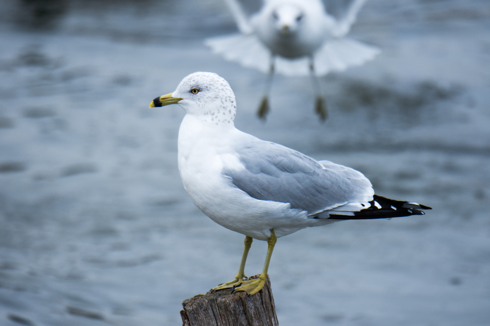 Nikon D7200 sample photo. Sea gull photography