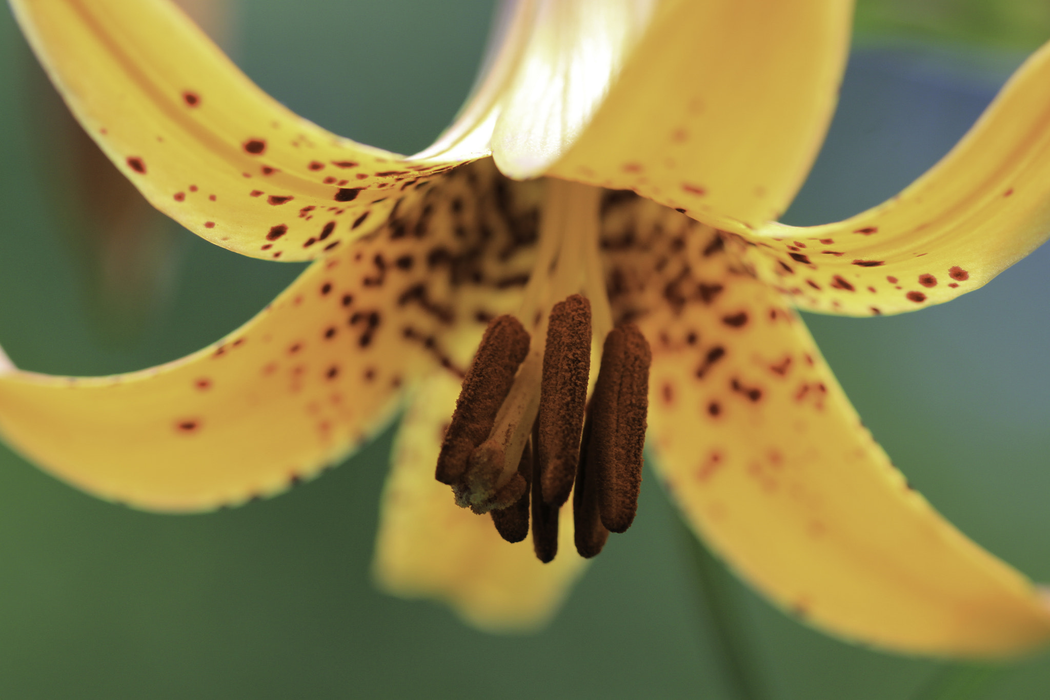 Canon EF 100mm F2.8 Macro USM sample photo. Flower in acadia national park photography