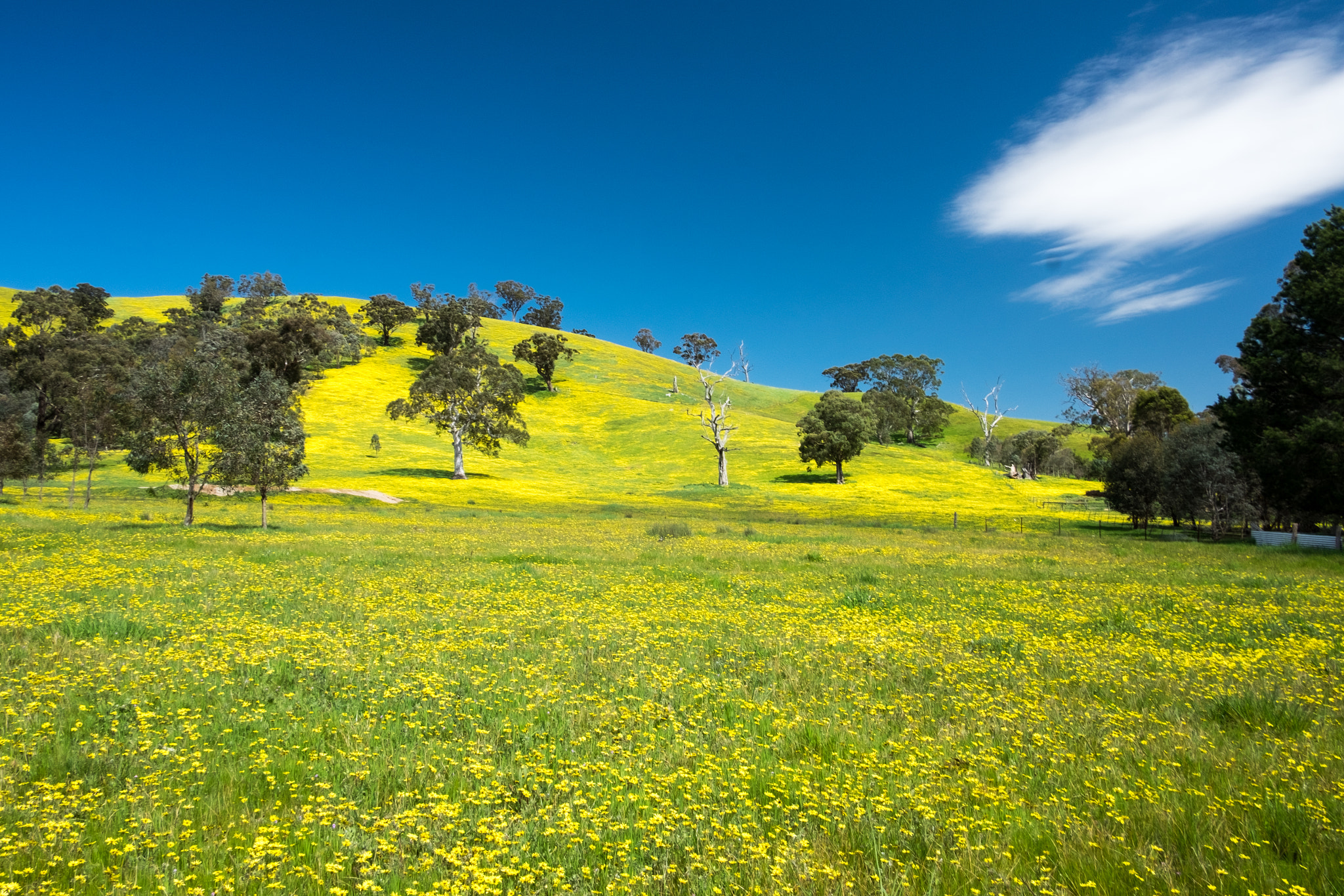 Fujifilm X-T10 + Fujifilm XF 18mm F2 R sample photo. Yellow fields photography