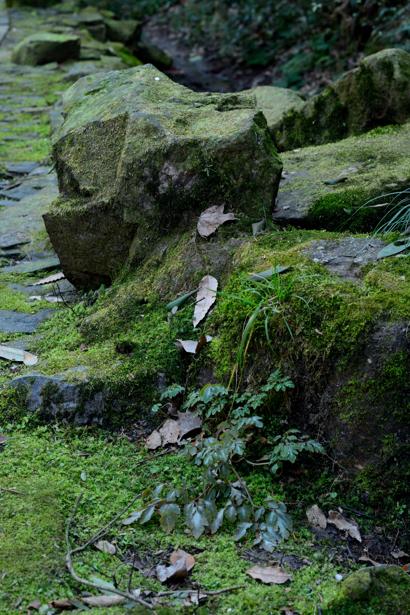 ZEISS Planar T* 50mm F1.4 sample photo. Stones by the steam photography