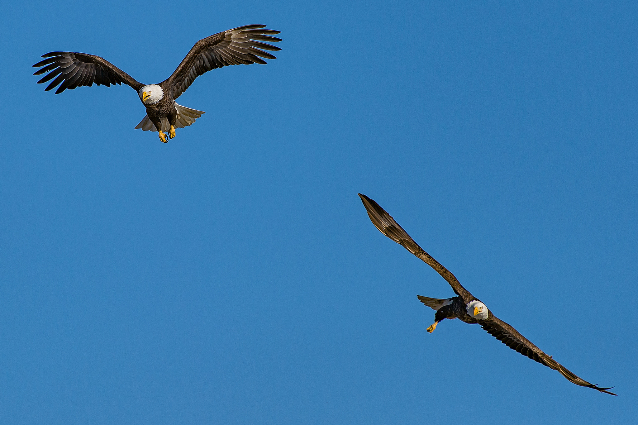 Nikon AF-S Nikkor 200-500mm F5.6E ED VR sample photo. Looking for fish photography