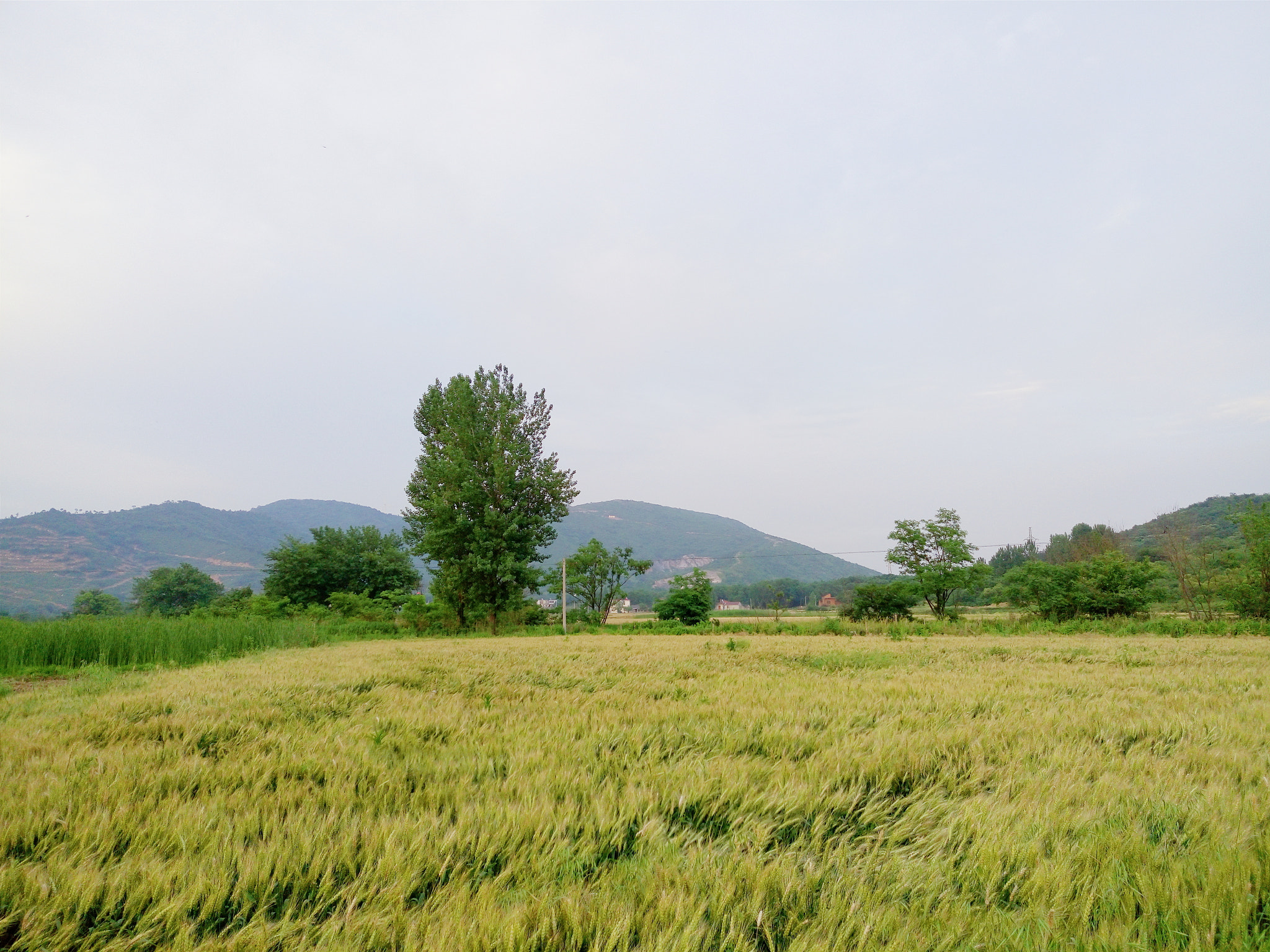 Meizu MX5 sample photo