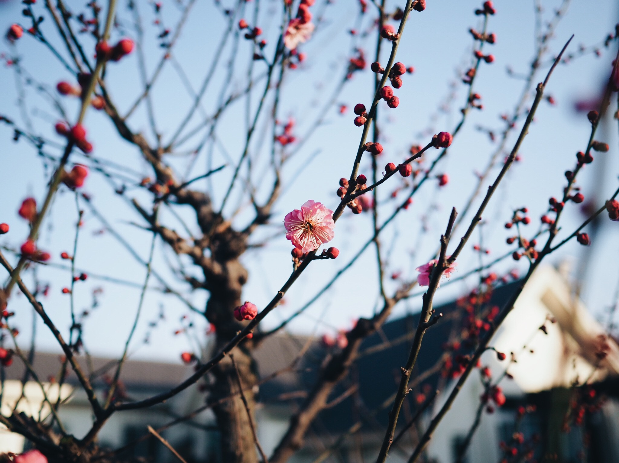 Olympus OM-D E-M5 II + Olympus M.Zuiko Digital 17mm F1.8 sample photo. 腊梅 photography