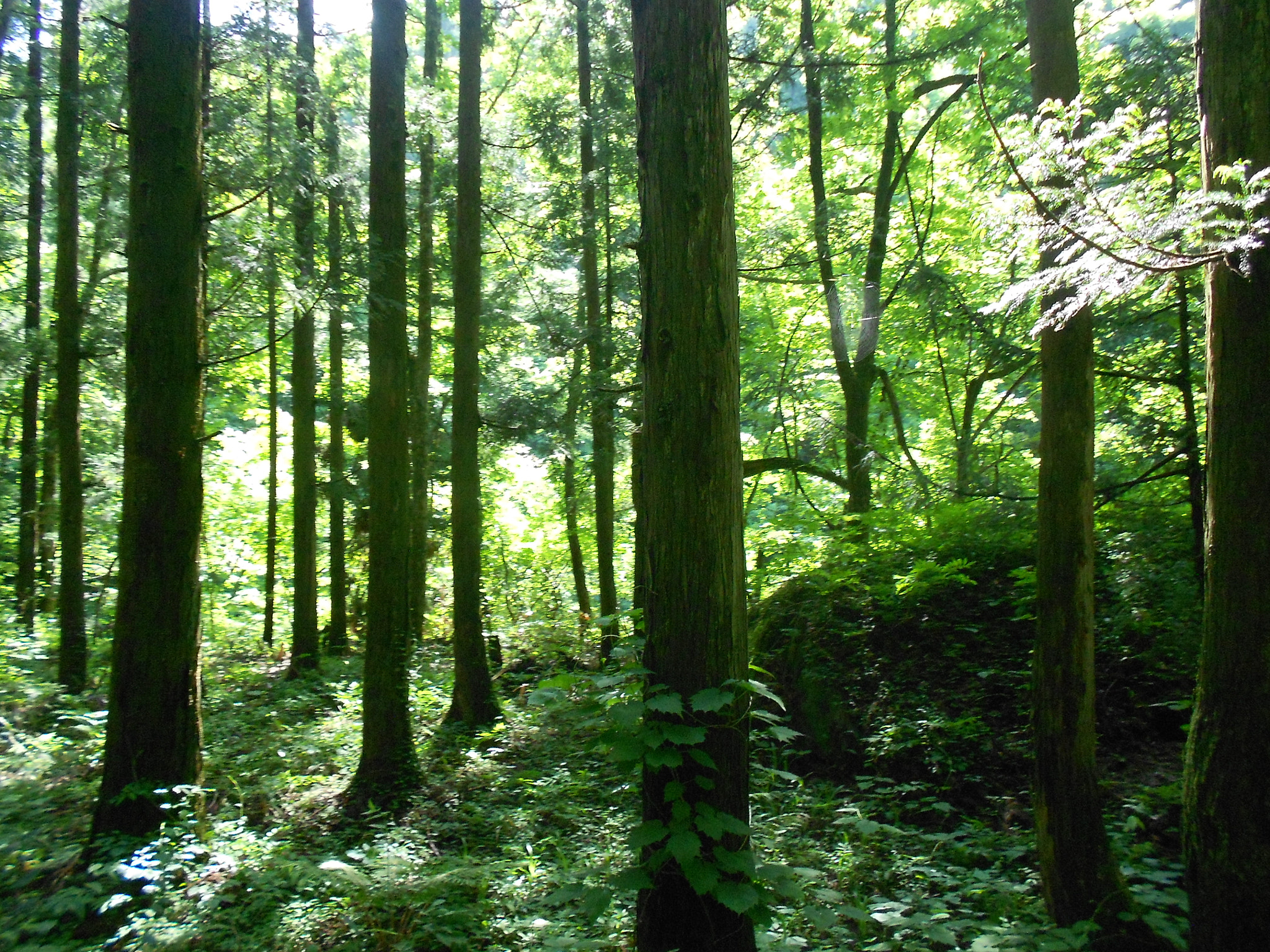 Nikon Coolpix S4100 sample photo. Japans forest photography