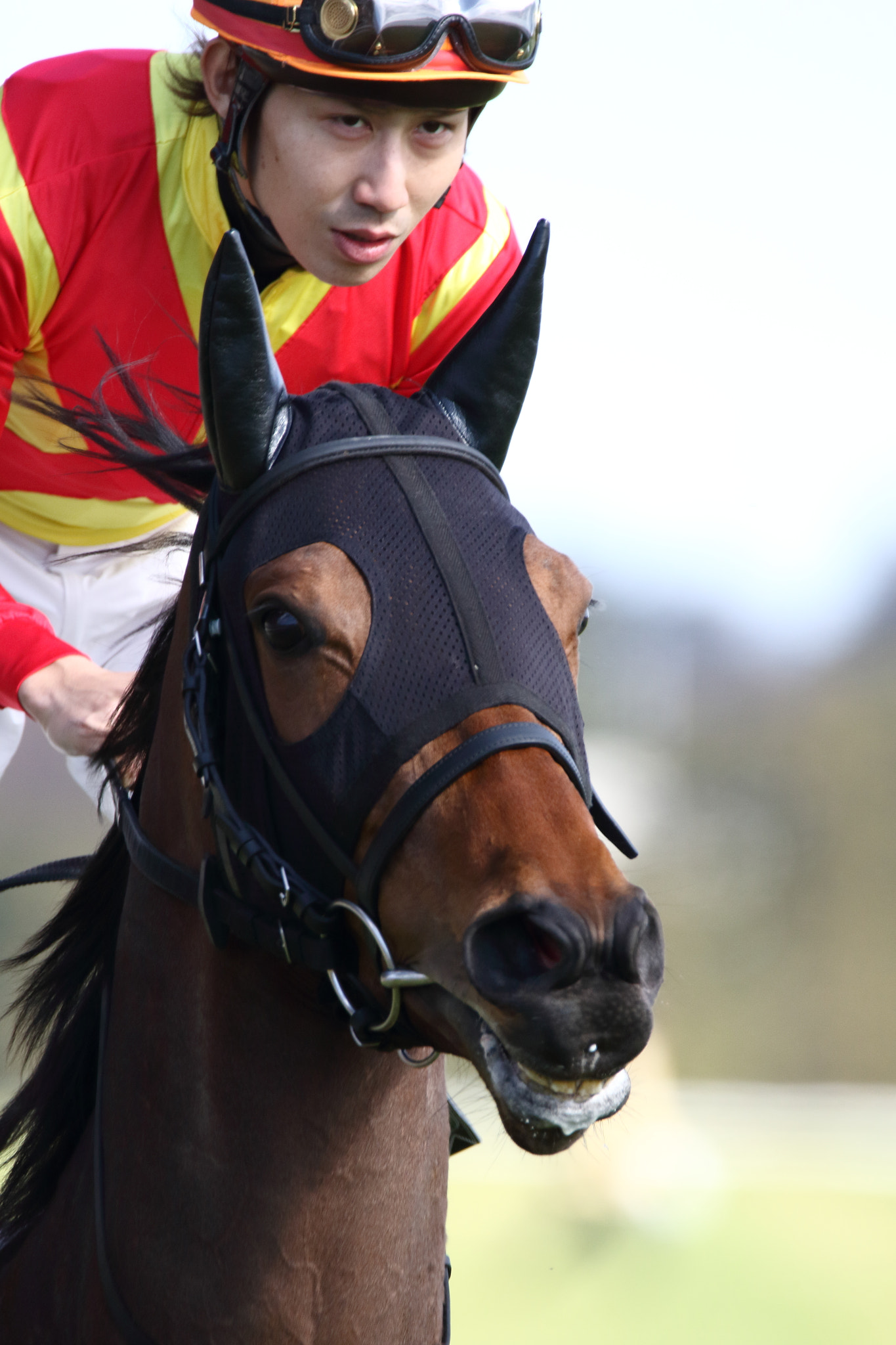 Sigma 150-600mm F5-6.3 DG OS HSM | C sample photo. Race horse photography