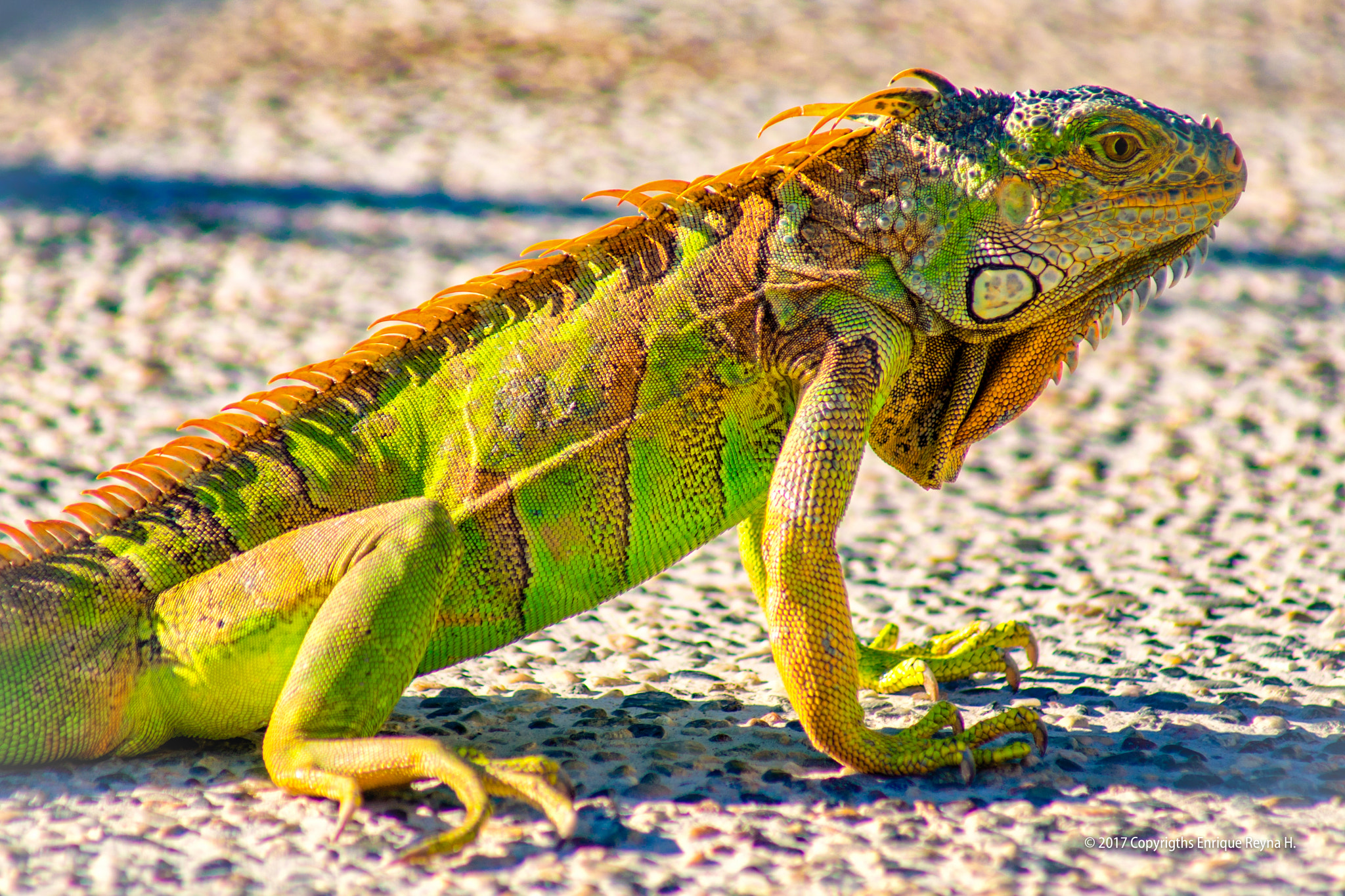 Sony 75-300mm F4.5-5.6 sample photo. Iguana photography