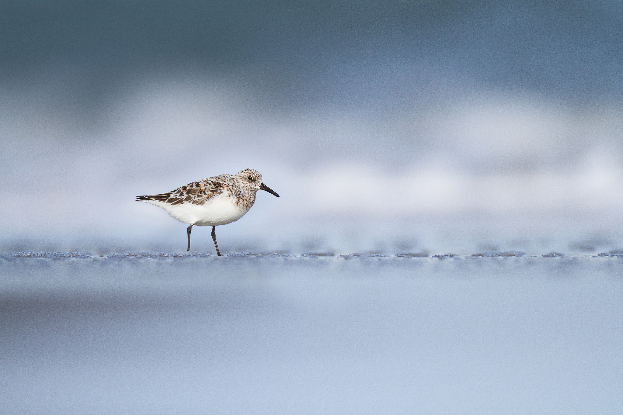 Canon EF 600mm f/4L IS sample photo. Sanderling photography