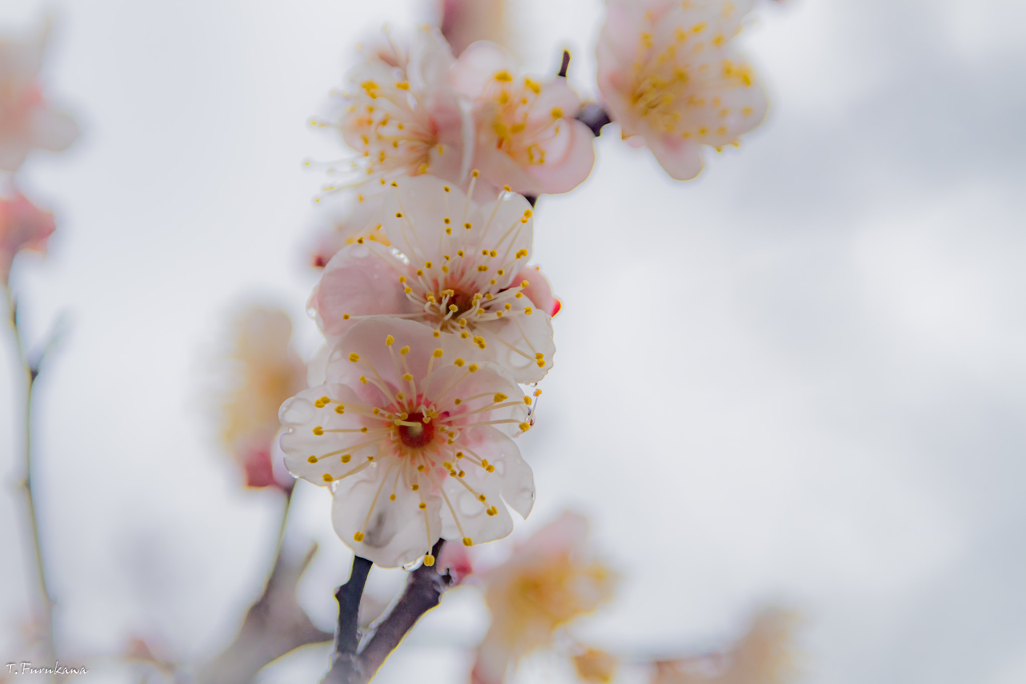 smc PENTAX-F 35-80mm F4-5.6 sample photo. Plum blossom photography