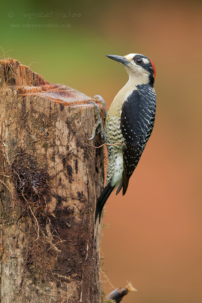 Canon EF 600mm F4L IS II USM sample photo. Black cheeked woodpecker photography