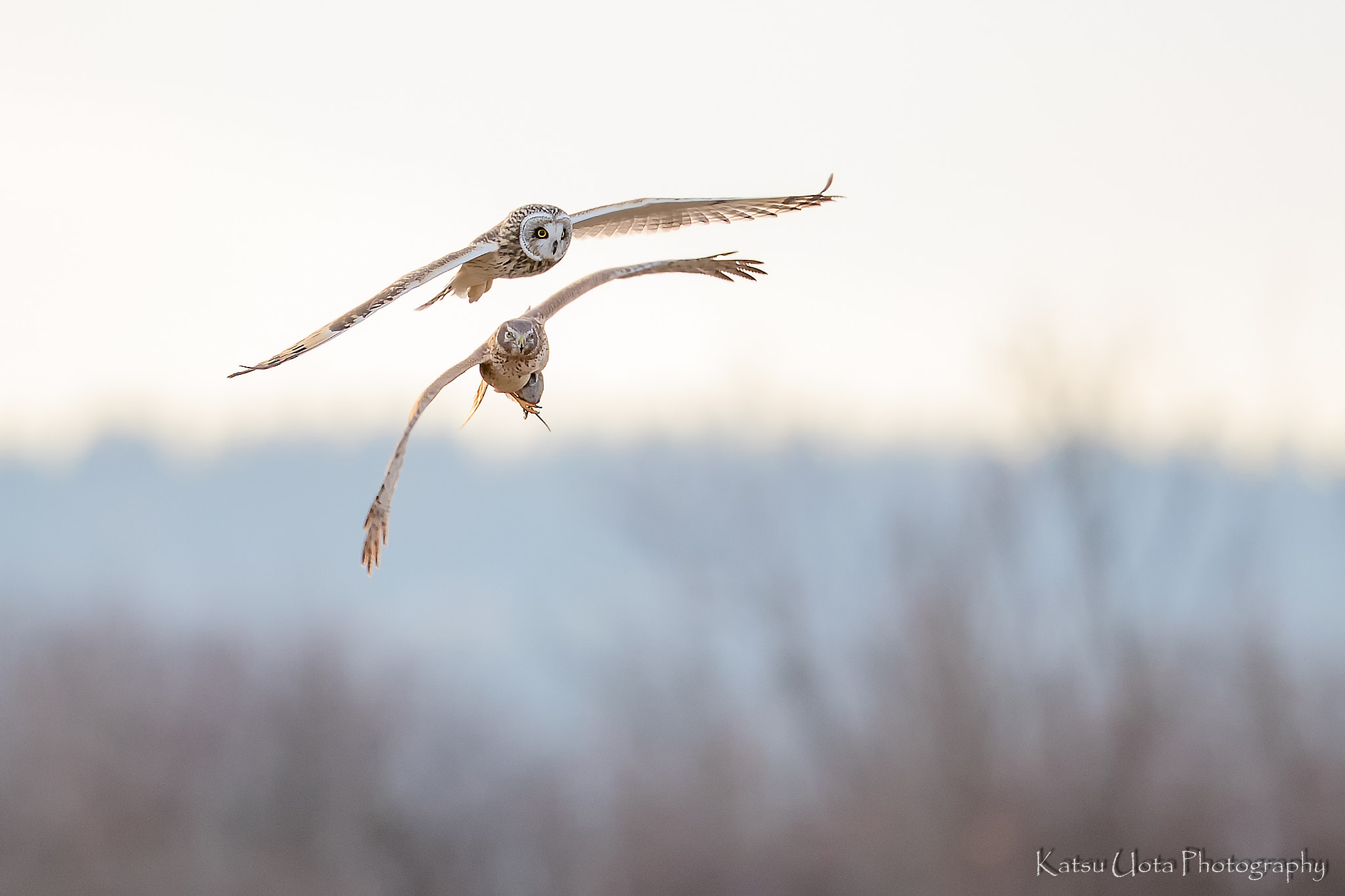 Canon EOS-1D X Mark II + Canon EF 500mm F4L IS II USM sample photo. Seizure photography