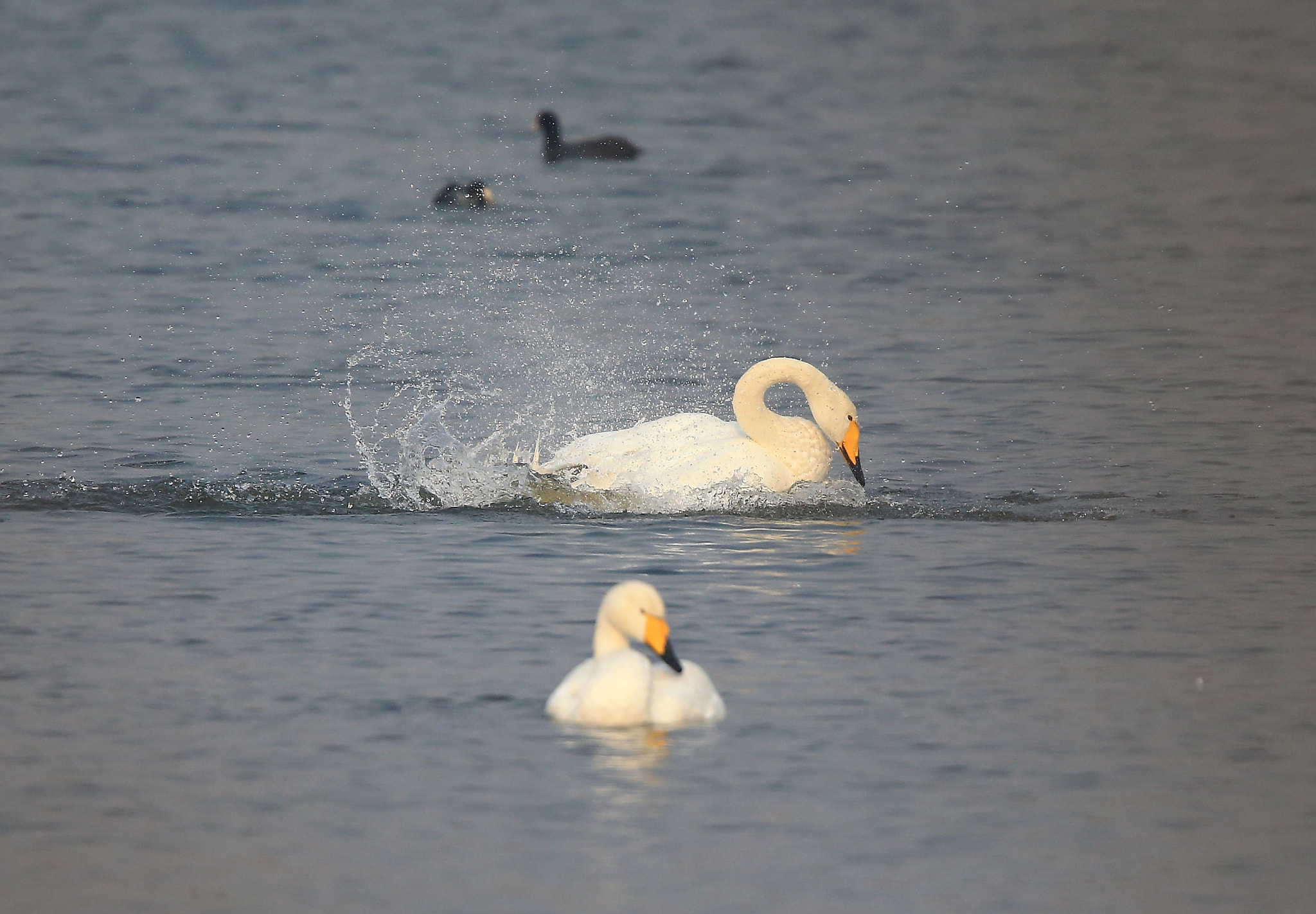 Canon EF 600mm F4L IS II USM sample photo. 1092 photography