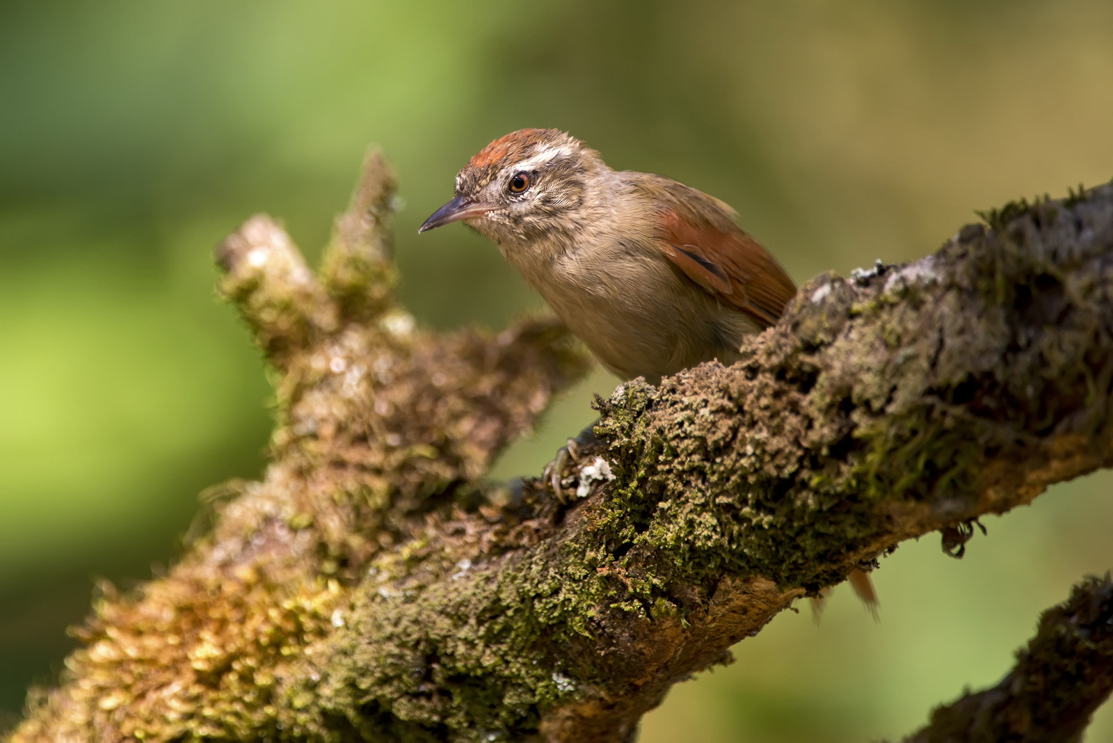 Nikon D800 sample photo. The pallid spinetail (cranioleuca pallida) photography