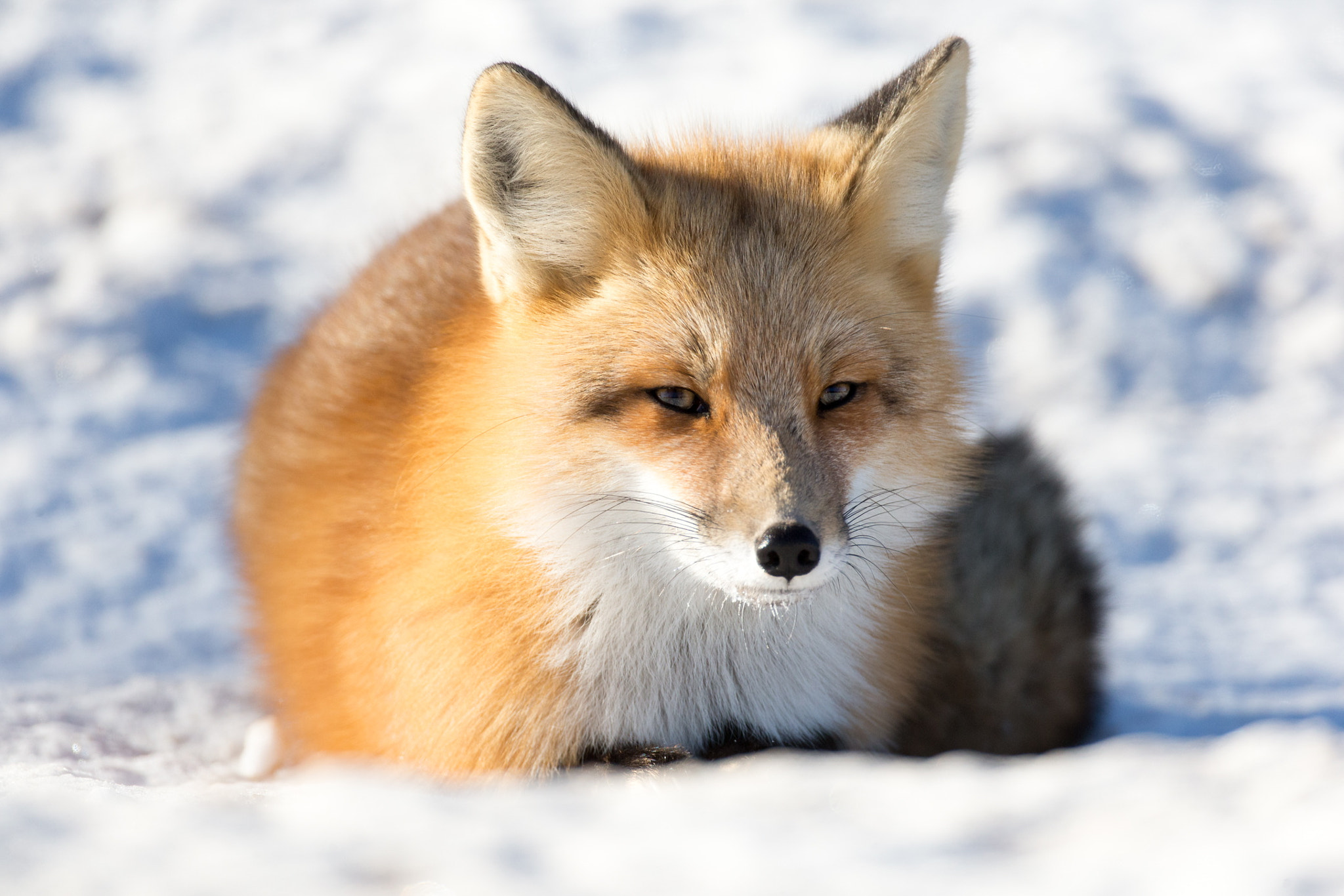 Canon EF 500mm F4L IS USM sample photo. Buttercup photography