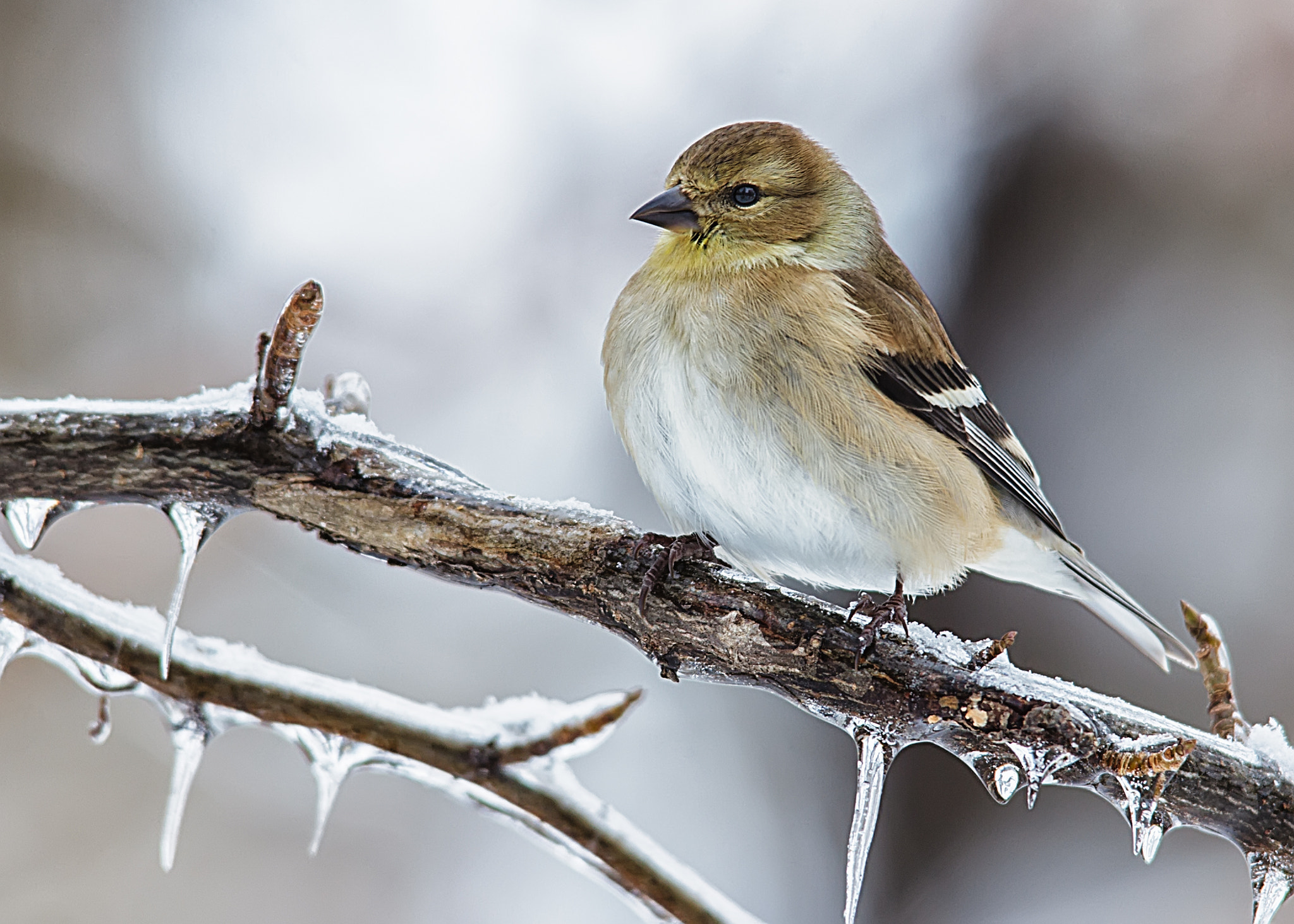 Canon EOS 60D + Sigma 150-500mm F5-6.3 DG OS HSM sample photo. American goldfinch photography