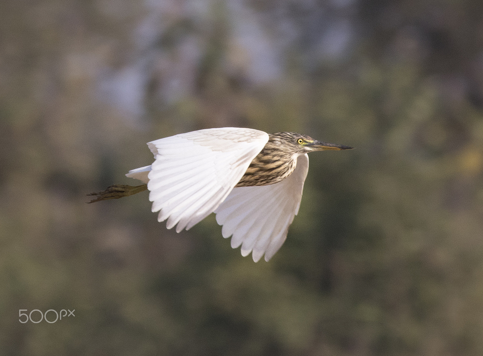 Canon EOS 80D + Canon EF 400mm F5.6L USM sample photo. Grey heron photography