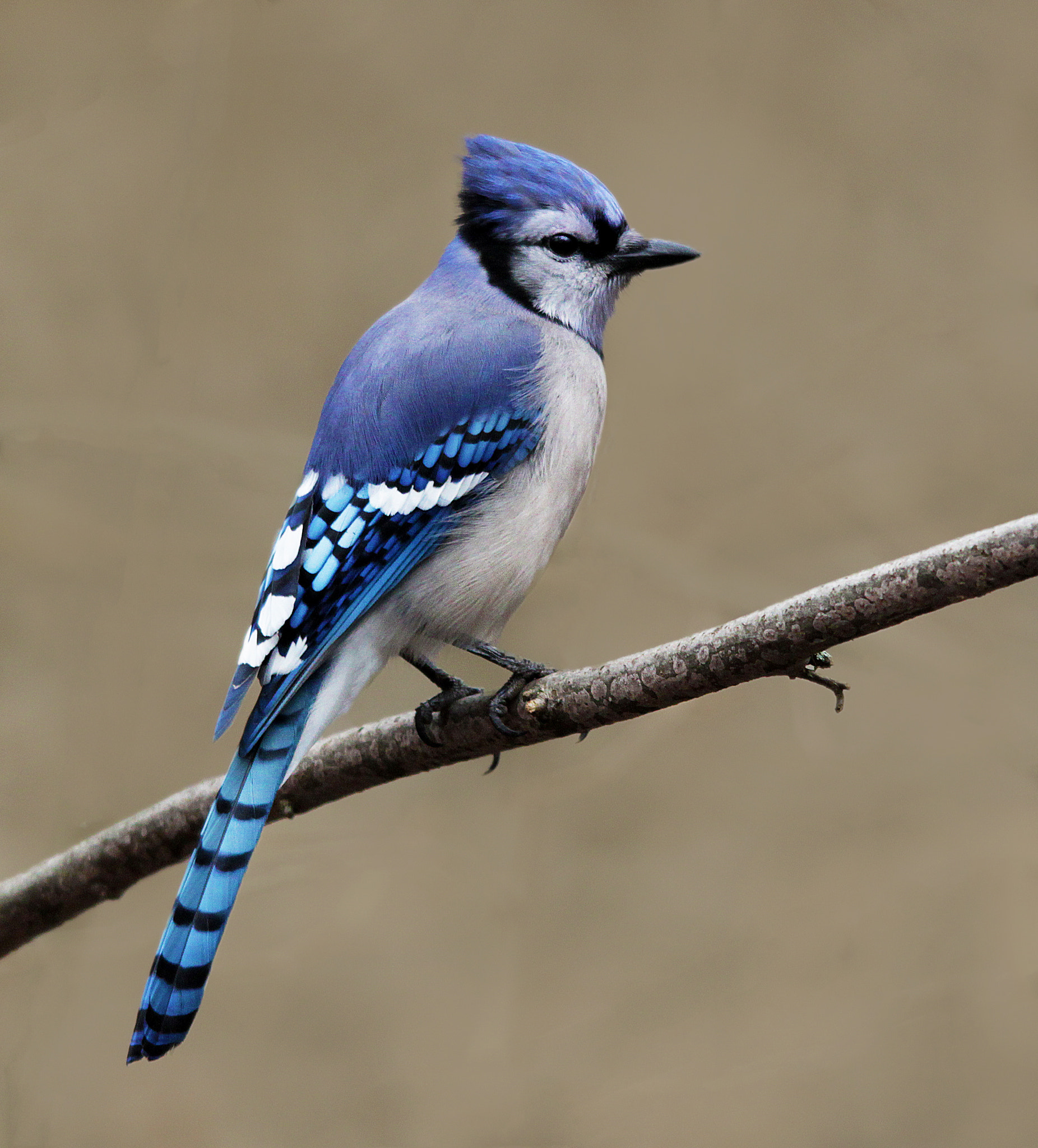 Sigma 150-500mm F5-6.3 DG OS HSM sample photo. Blue jay on branch photography