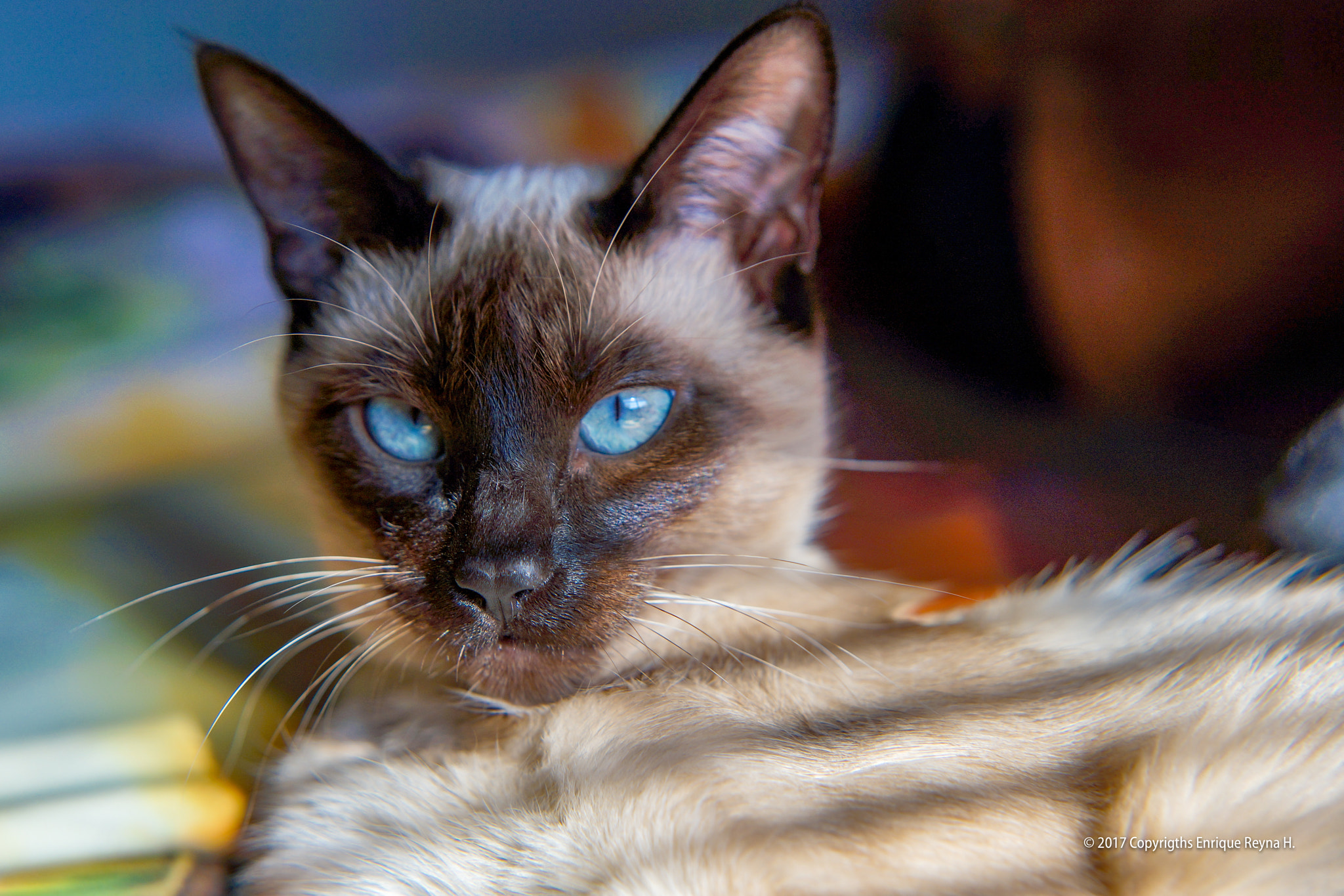 Sony SLT-A99V sample photo. Miza photography