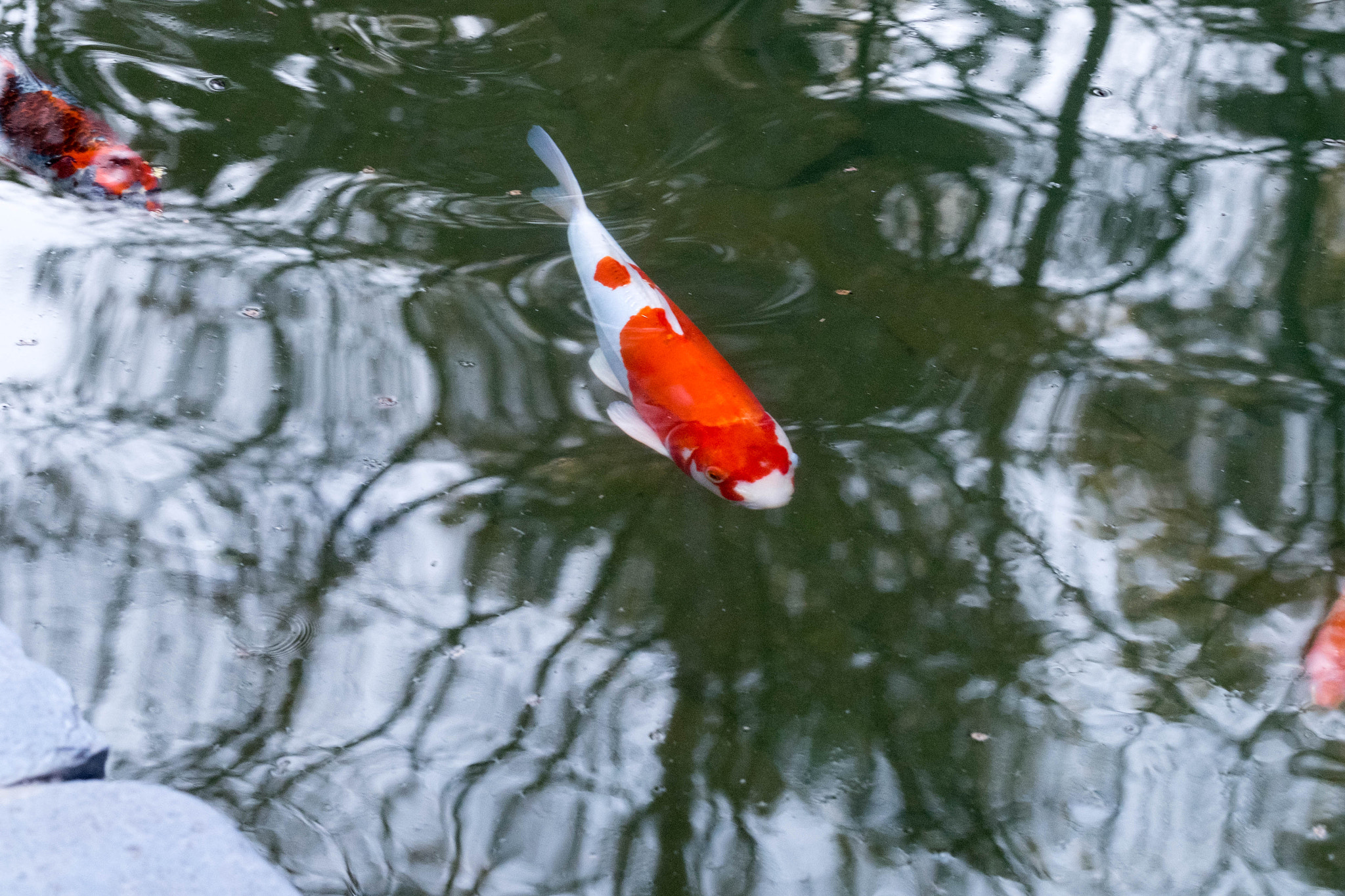 Fujifilm X-T1 + Fujifilm XF 90mm F2 R LM WR sample photo. Fuji la photography