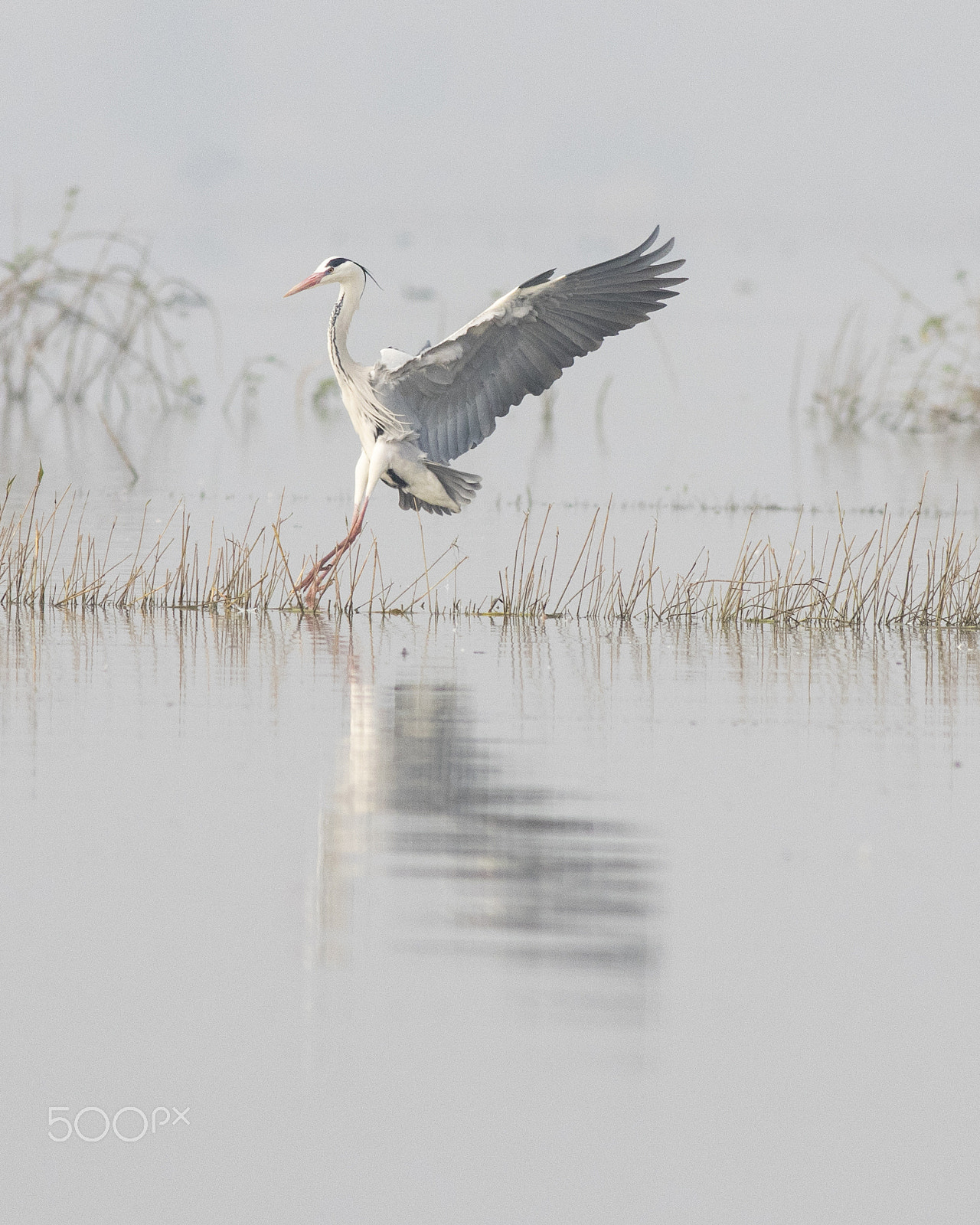 Canon EOS 80D + Canon EF 400mm F5.6L USM sample photo. Great blue heron landing in the water photography