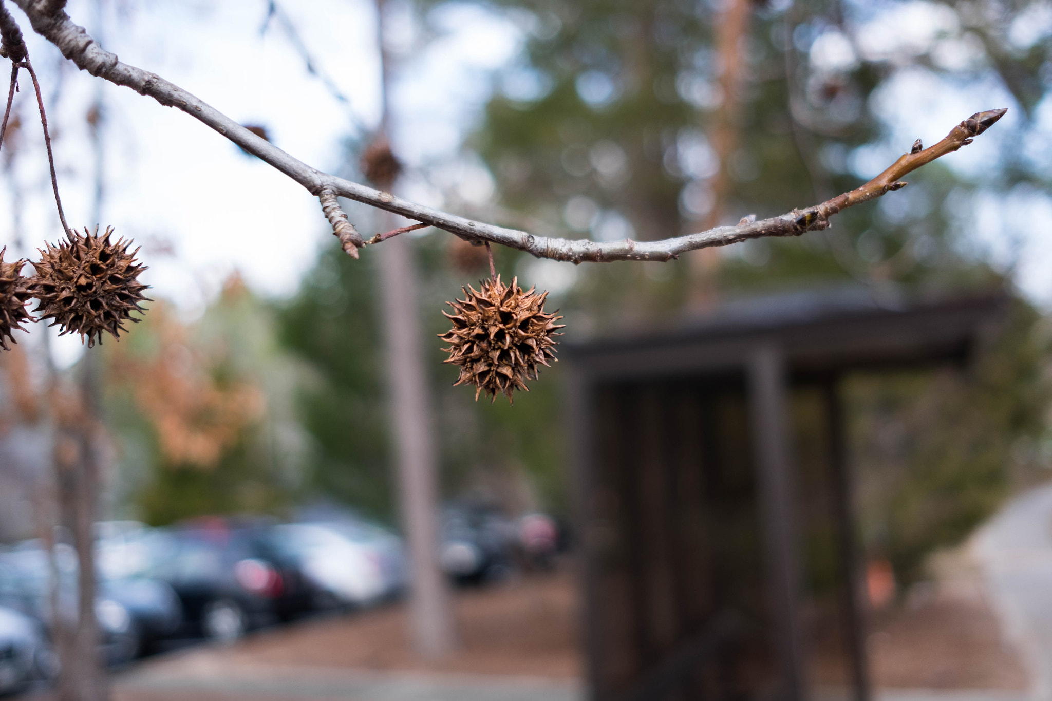 Fujifilm X-T1 + Fujifilm XF 23mm F2 R WR sample photo. Fuji la photography
