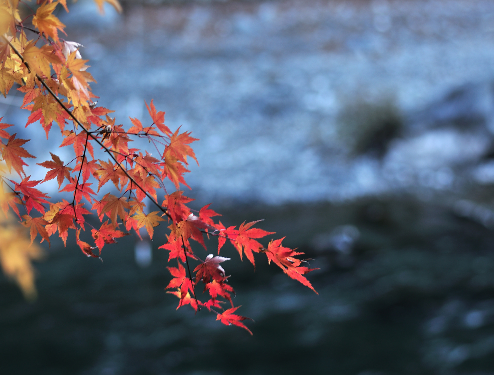 Nikon D300S + Nikon AF-S Nikkor 50mm F1.8G sample photo. In okutamariver(奥多摩川) photography