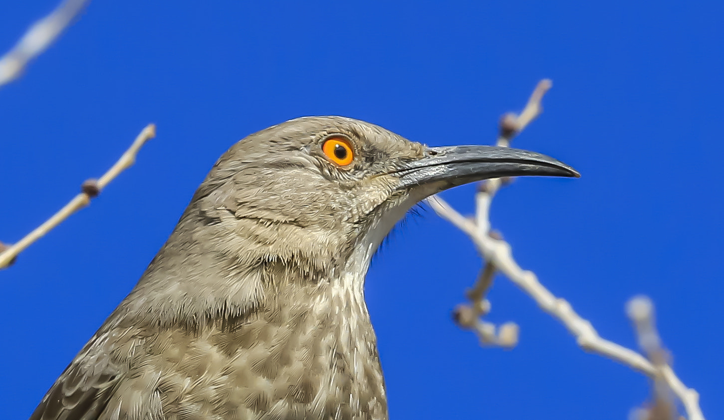 Canon EF 70-200mm F2.8L IS II USM sample photo. Curved-billed thrasher photography