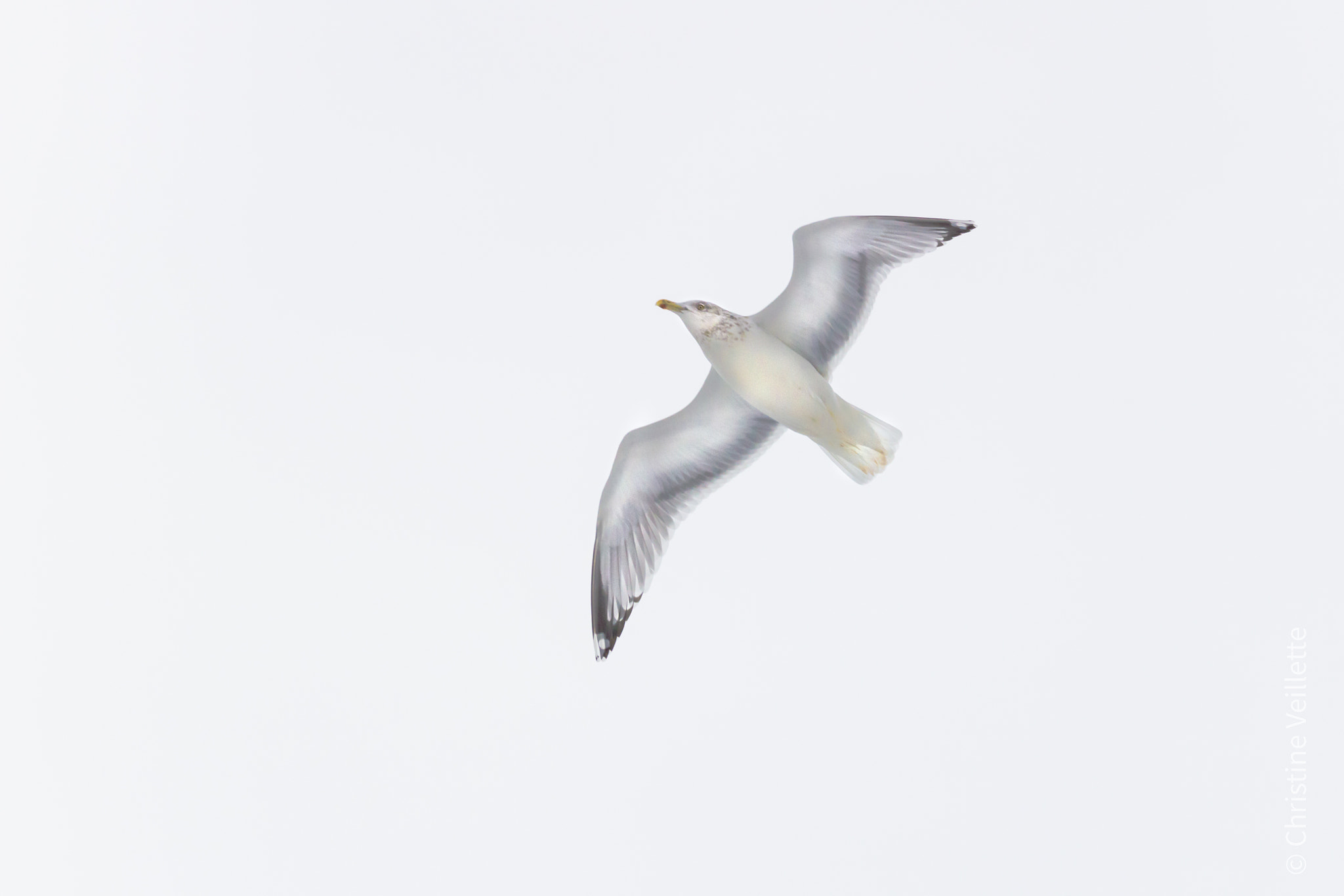 Canon EF-S 55-250mm F4-5.6 IS STM sample photo. Herring gull in flight photography