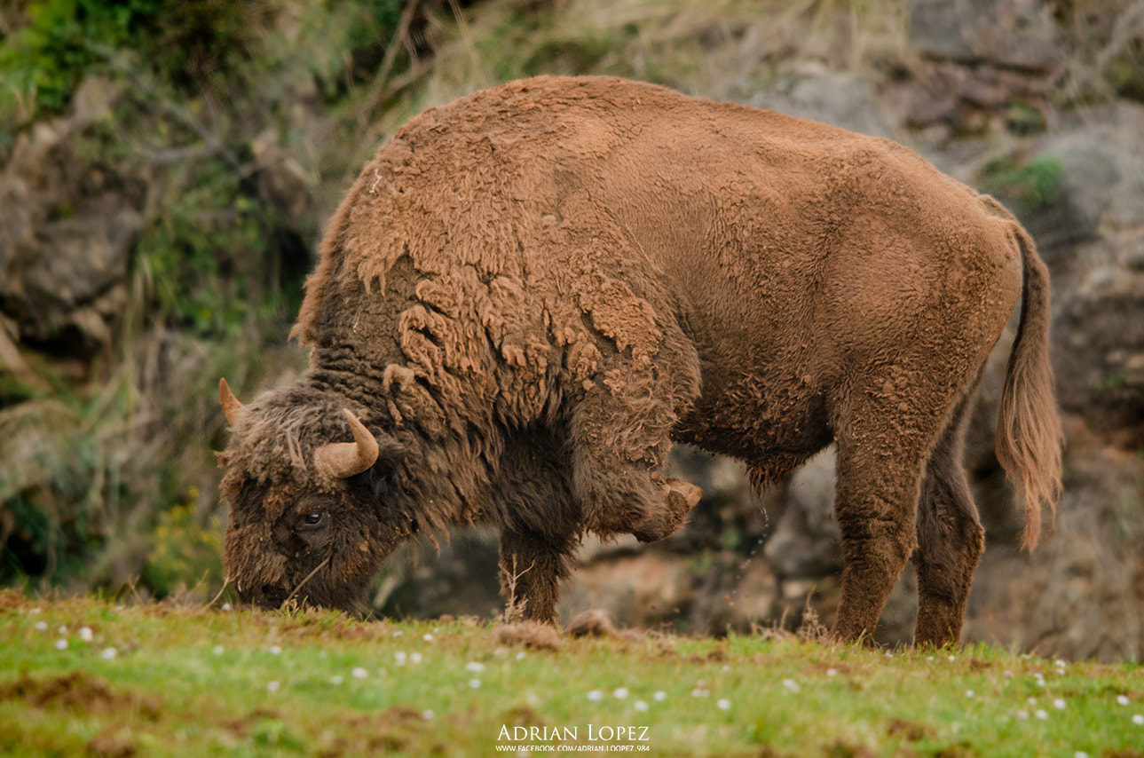 Nikon D5100 + Sigma 150-500mm F5-6.3 DG OS HSM sample photo. Bisonte photography