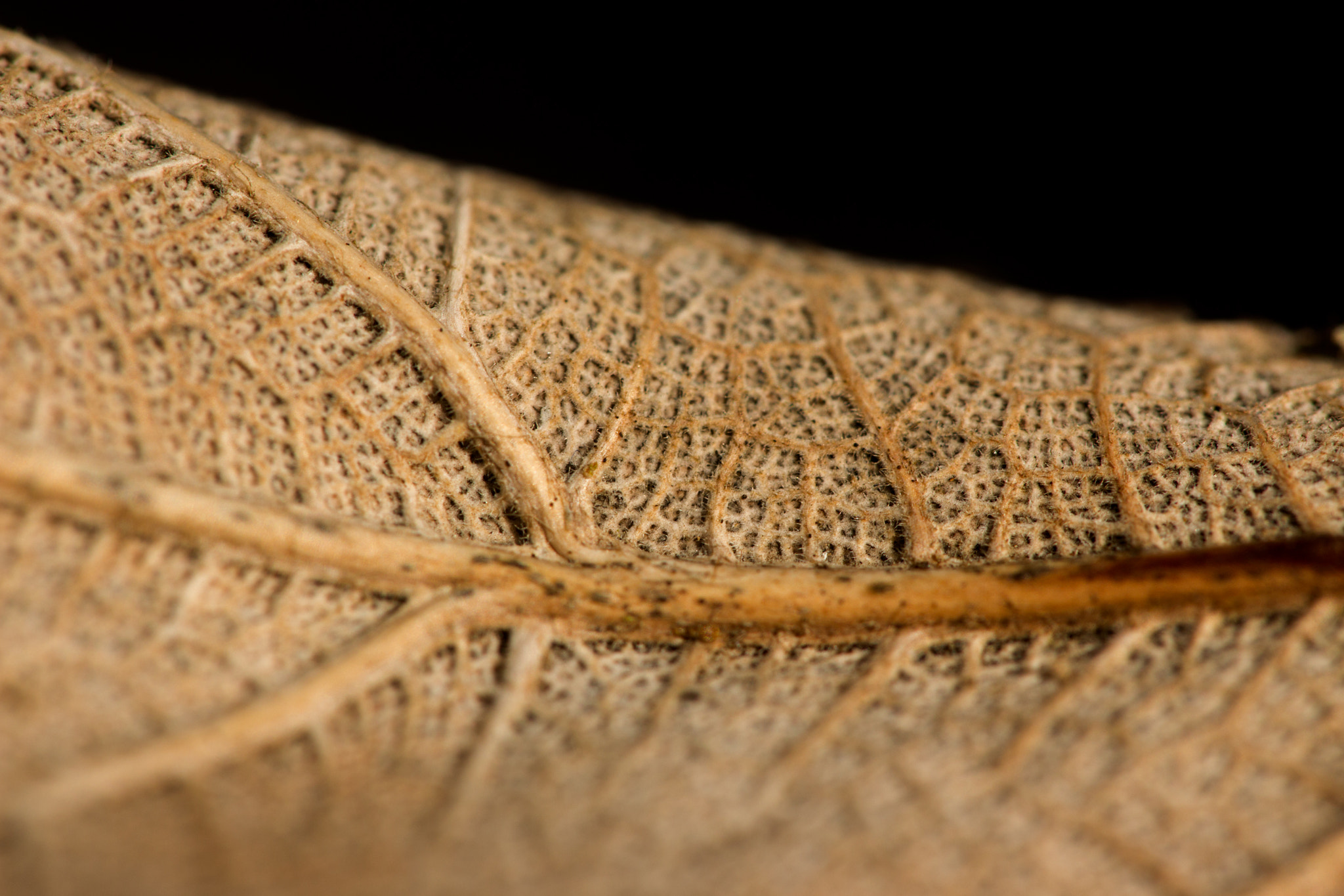 Sigma APO Macro 180mm F2.8 EX DG OS HSM sample photo. Texture photography