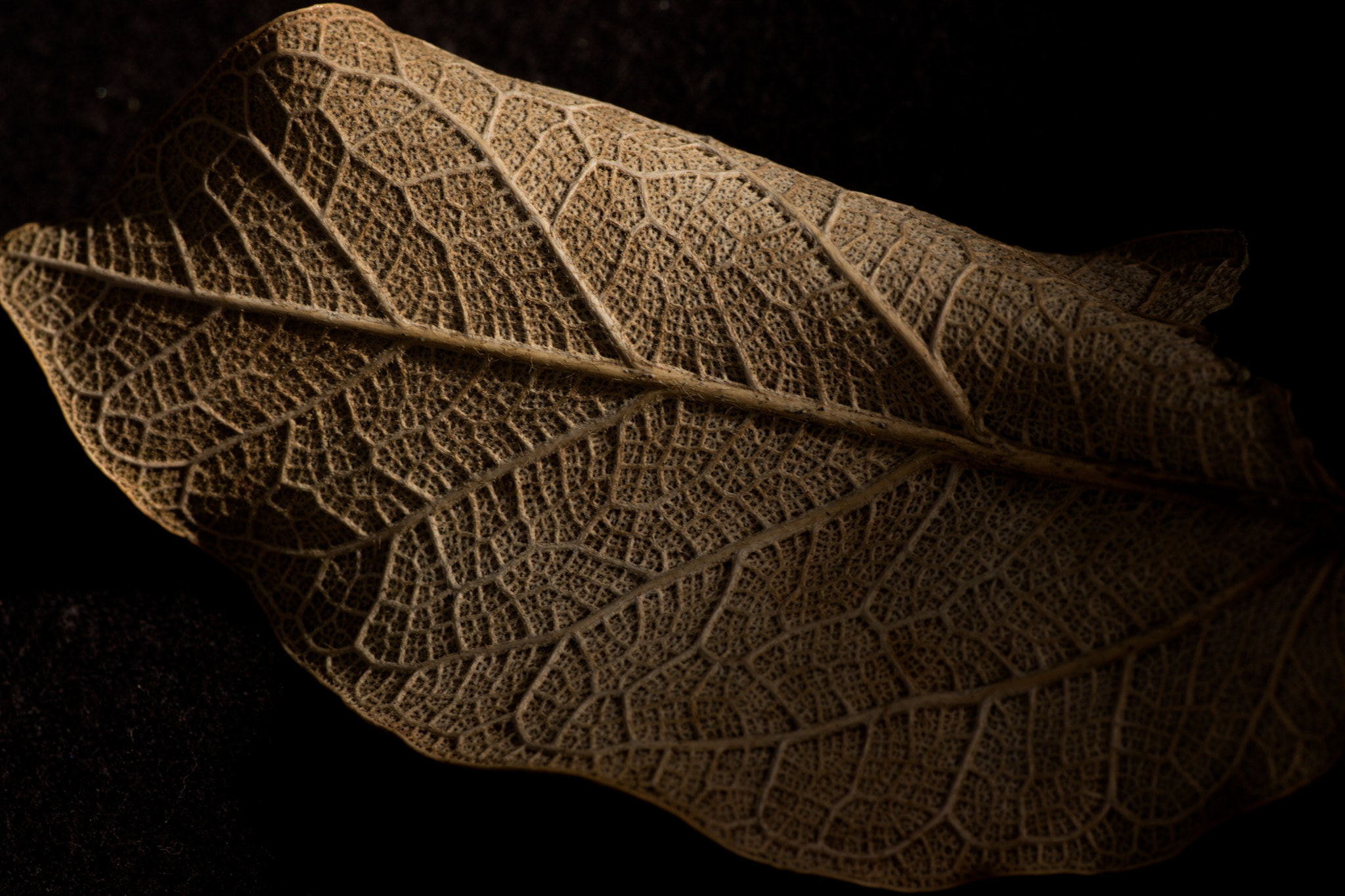 Sigma APO Macro 180mm F2.8 EX DG OS HSM sample photo. Nature veins photography