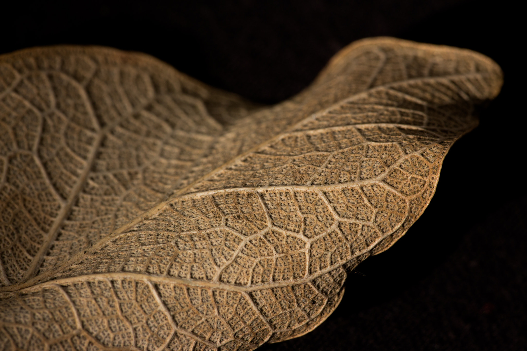 Sigma APO Macro 180mm F2.8 EX DG OS HSM sample photo. Nature skin photography
