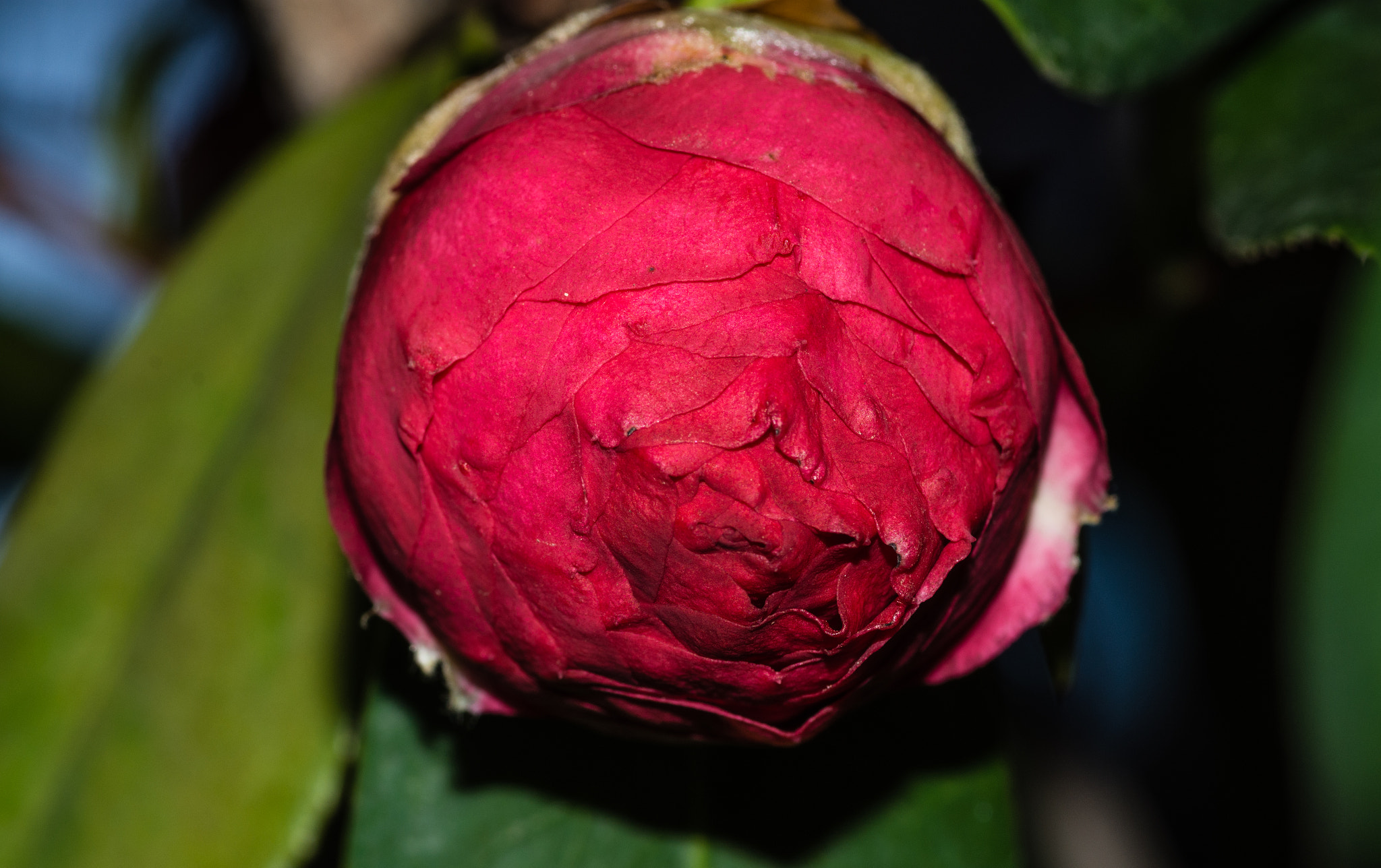 Tokina AT-X Pro 100mm F2.8 Macro sample photo. Tired flower photography