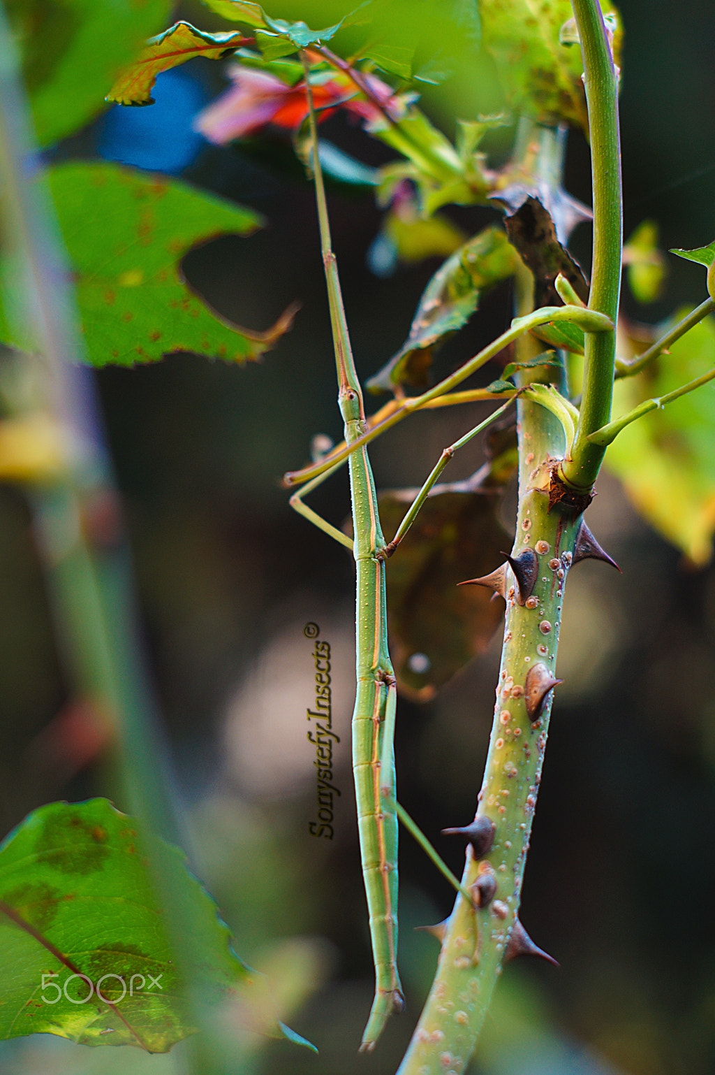 Sony SLT-A58 + Minolta AF 50mm F1.7 sample photo. Bacillus rossius... photography