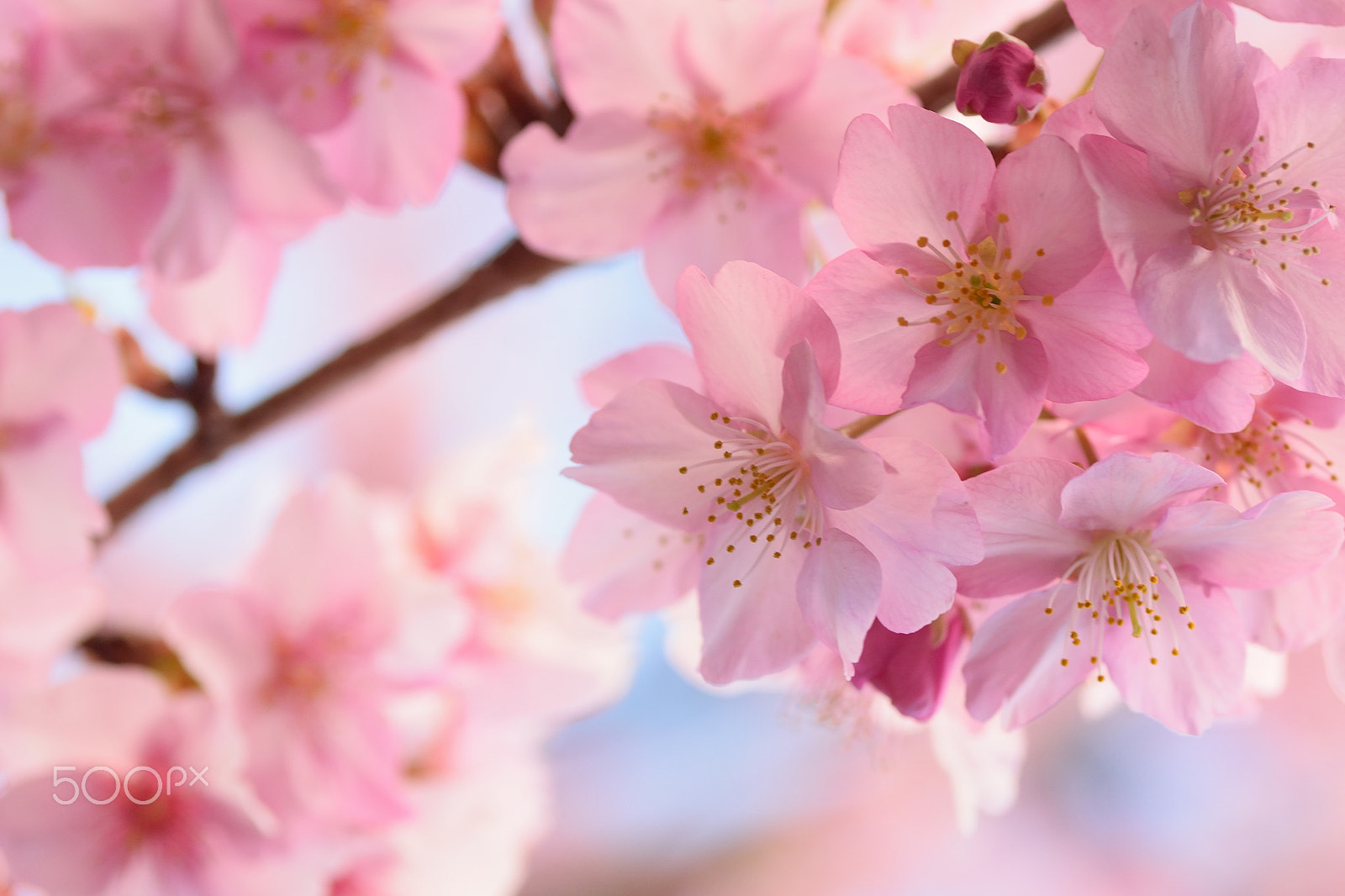 Nikon D5300 + Tamron SP 90mm F2.8 Di VC USD 1:1 Macro sample photo. Pink cherry blossoms at full bloom photography