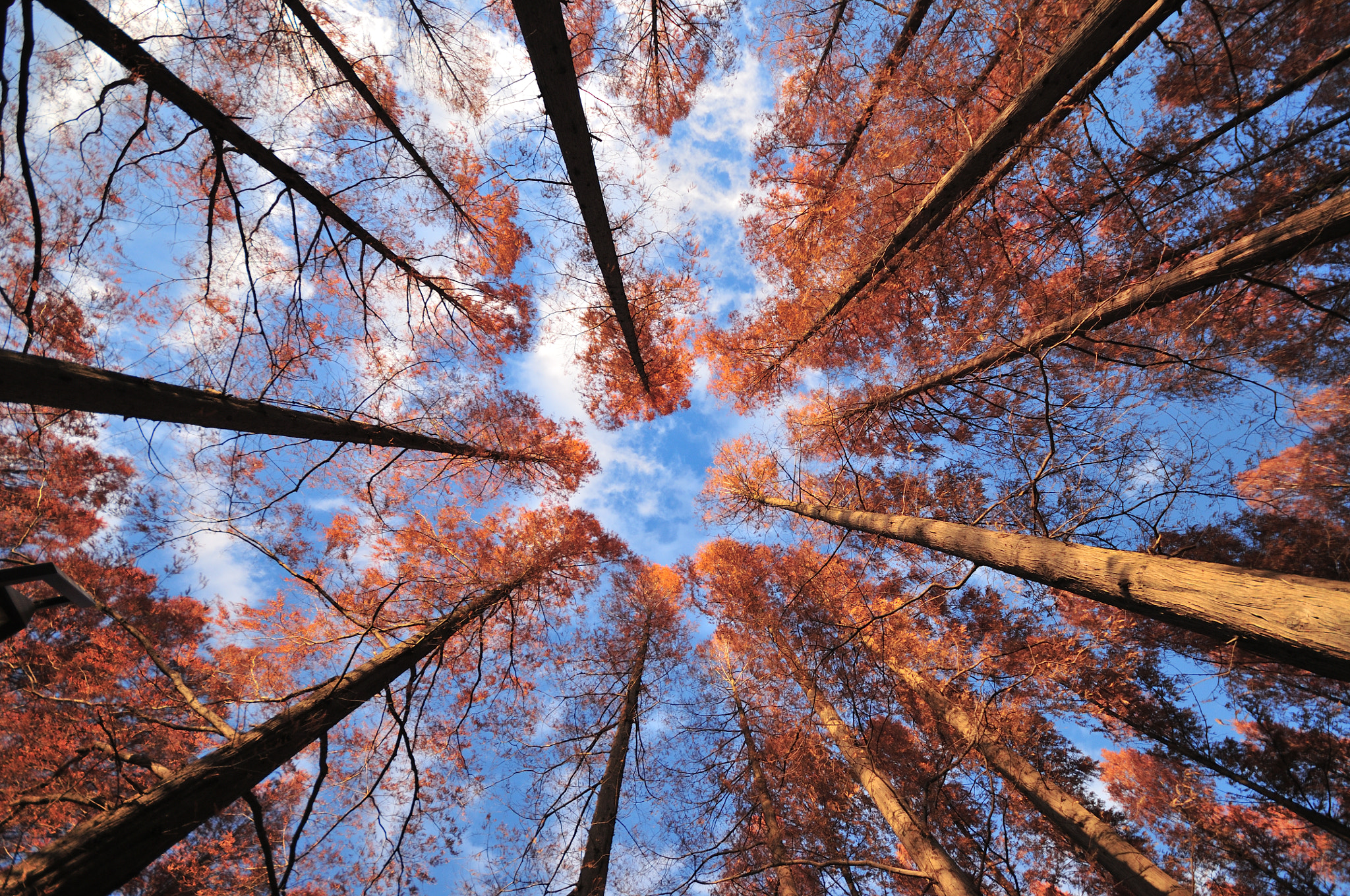 Sigma 10-20mm F4-5.6 EX DC HSM sample photo. Autumn cedar tree photography