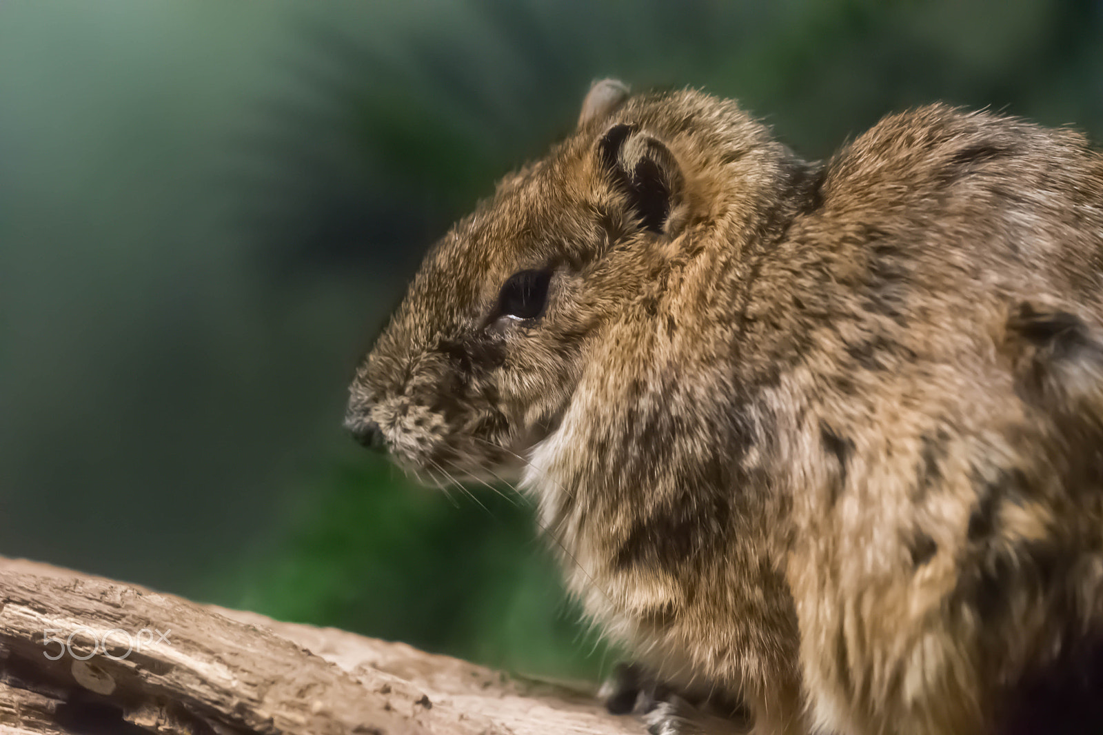 Sony a99 II sample photo. Rock cavy (1) photography