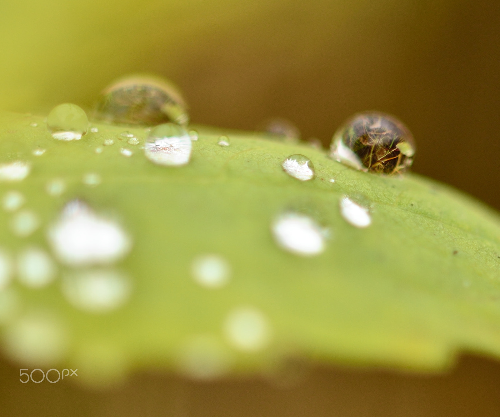 Sigma 105mm F2.8 EX DG OS HSM sample photo. Gouttes d'eau sur fond vert photography