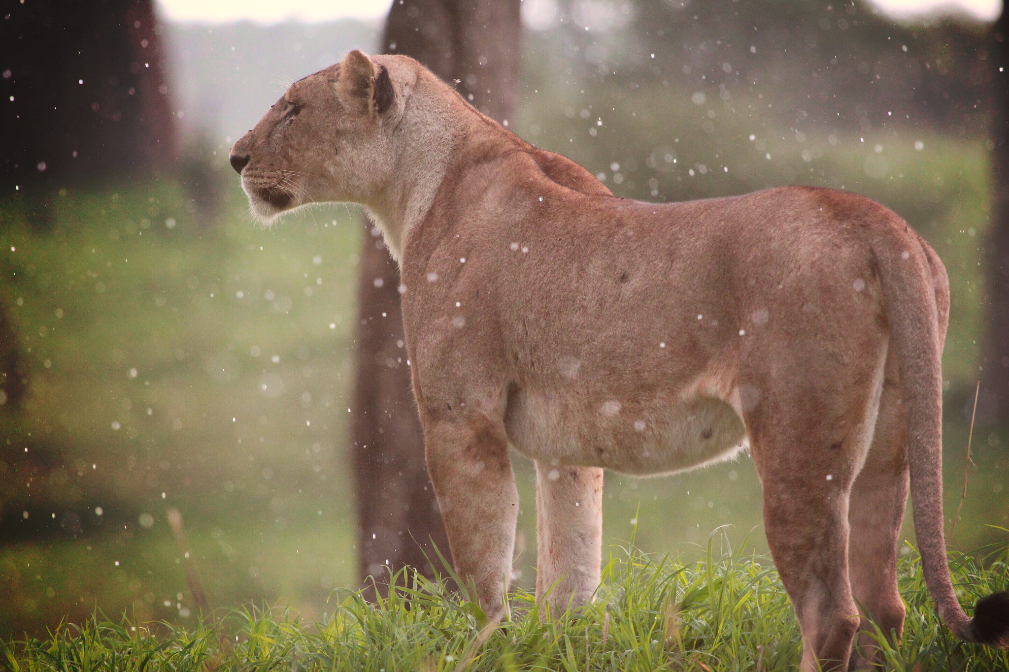 Canon EF 100-400mm F4.5-5.6L IS USM sample photo. A majestic lioness walking in the rain. photography