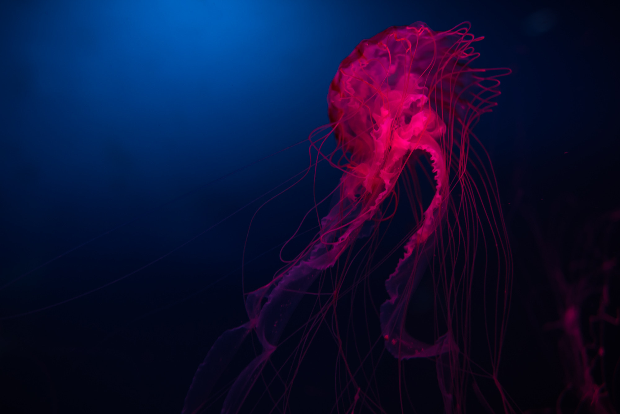 Nikon D810 + Nikon AF-S Nikkor 24mm F1.4G ED sample photo. Jelly fish photography