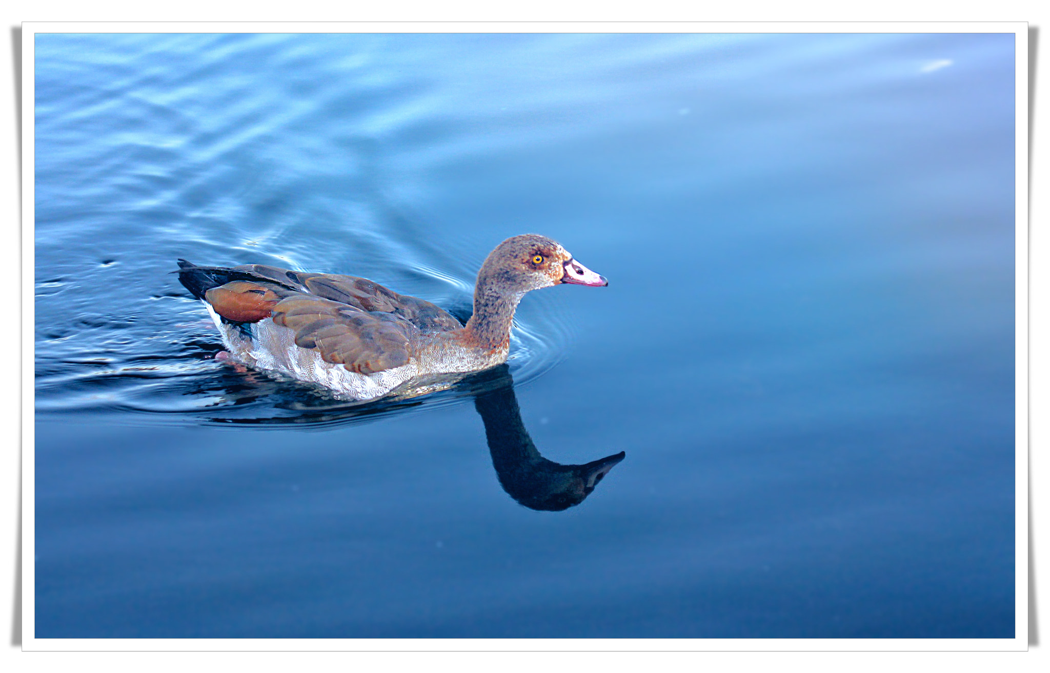 Canon EF 70-300mm F4-5.6L IS USM sample photo. Duck photography