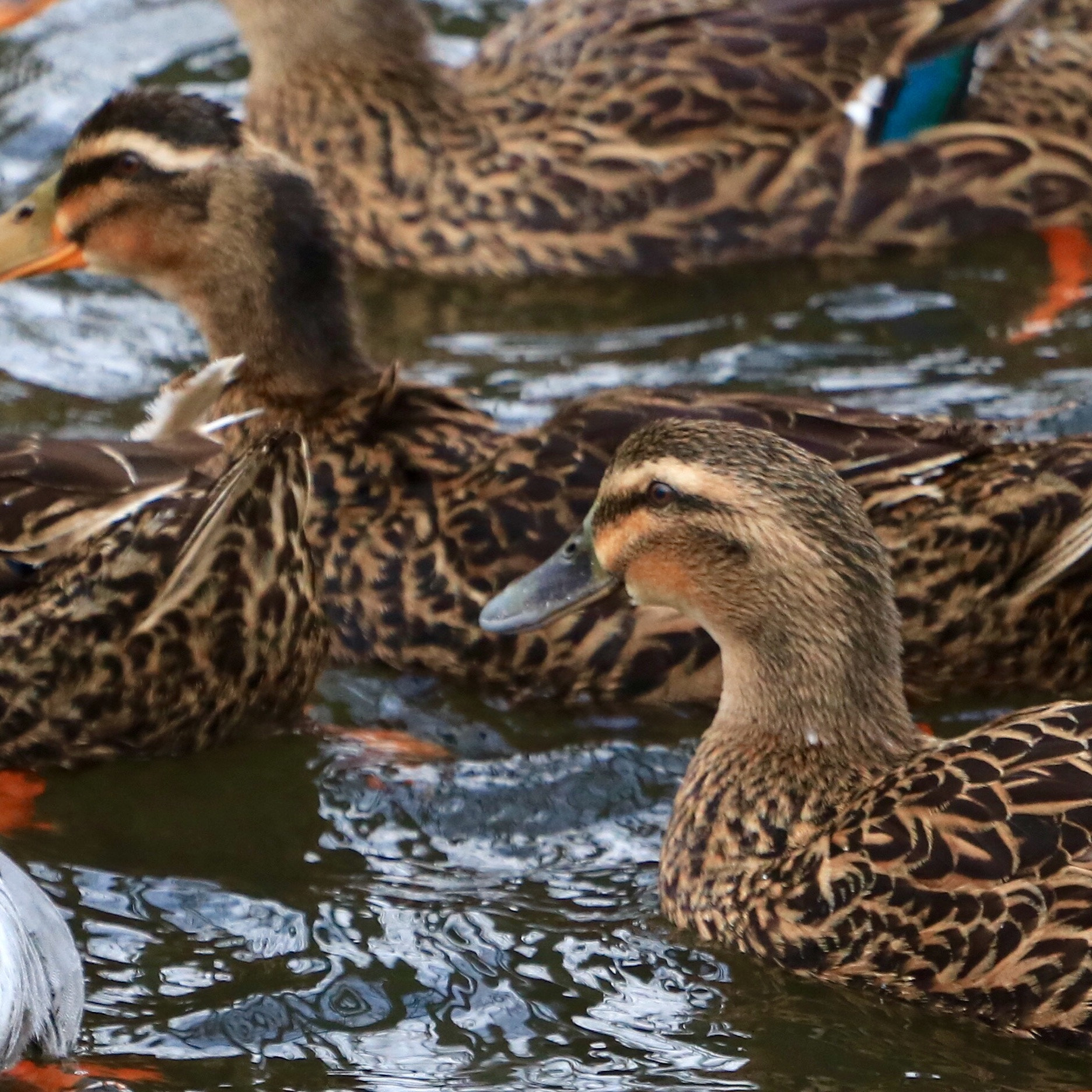 Canon EOS 750D (EOS Rebel T6i / EOS Kiss X8i) + Canon EF 70-200mm F4L USM sample photo. Female mallards. photography