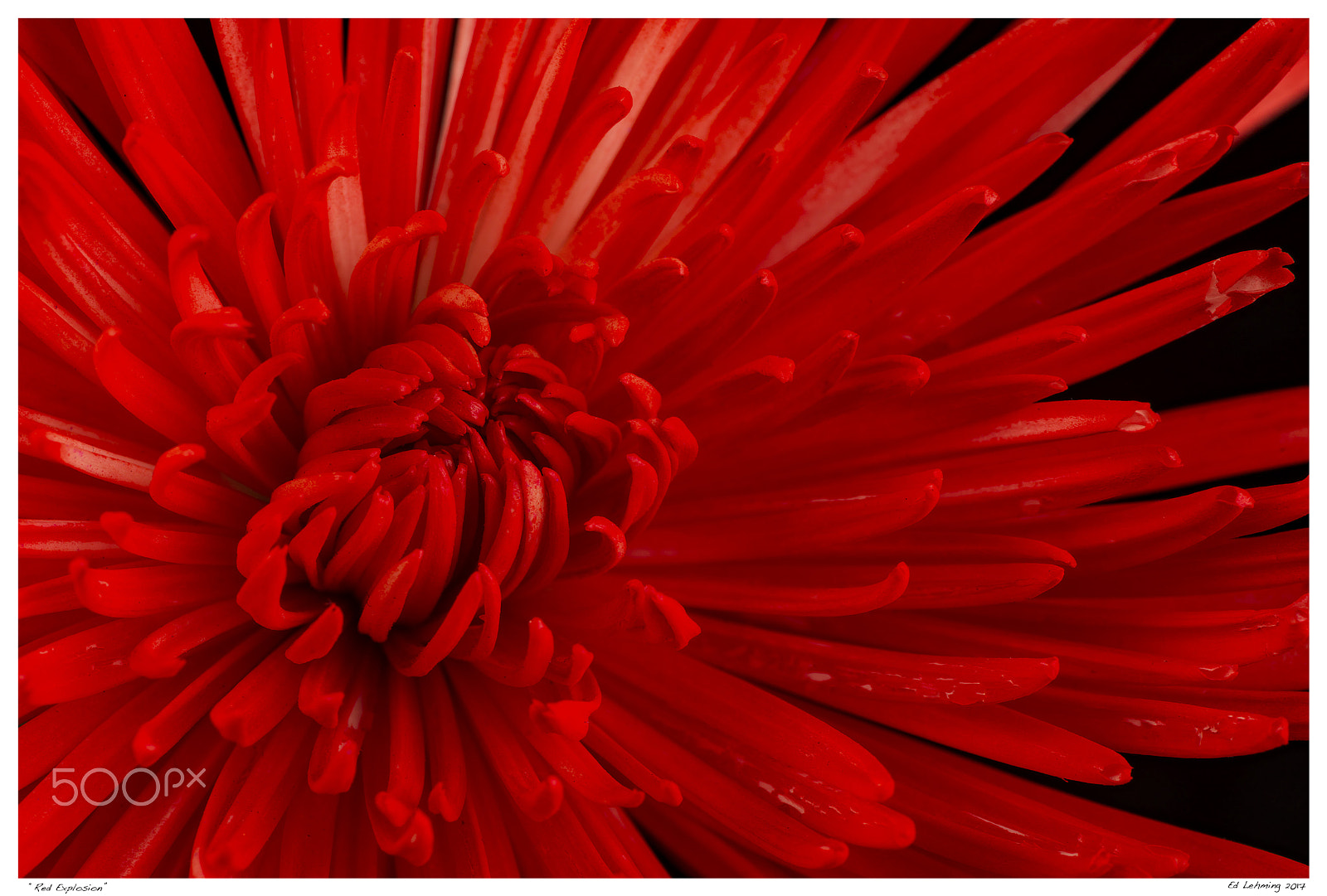 Nikon D800 sample photo. Red explosion photography