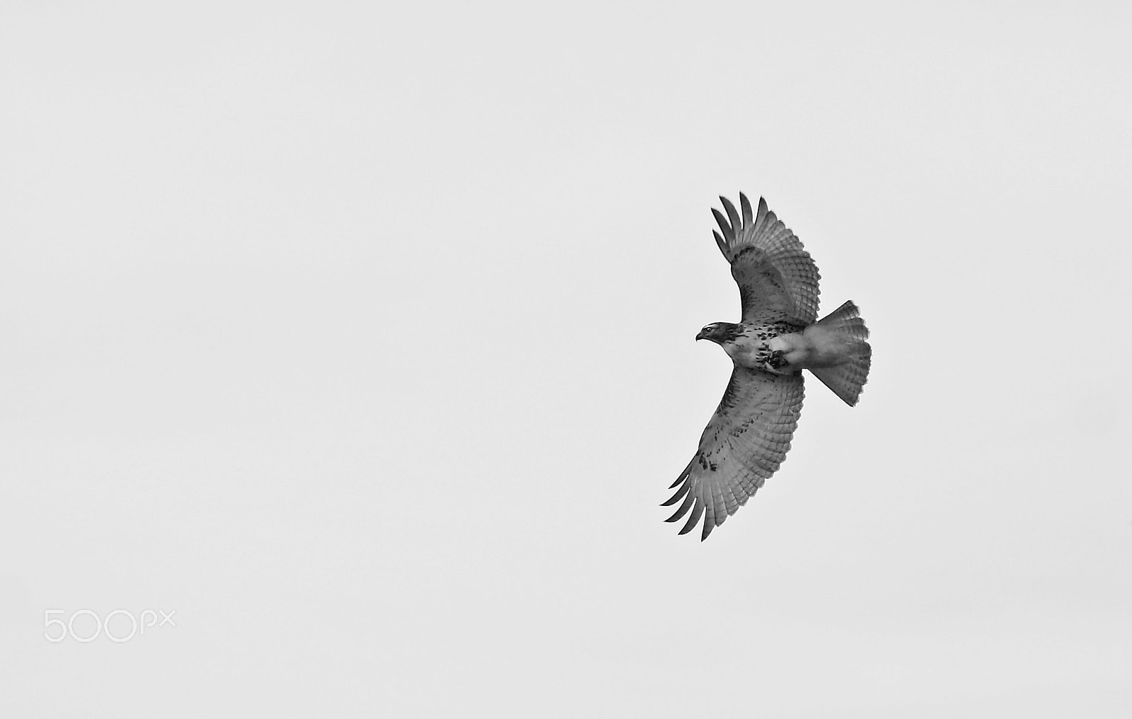 Sony 75-300mm F4.5-5.6 sample photo. Freedom photography